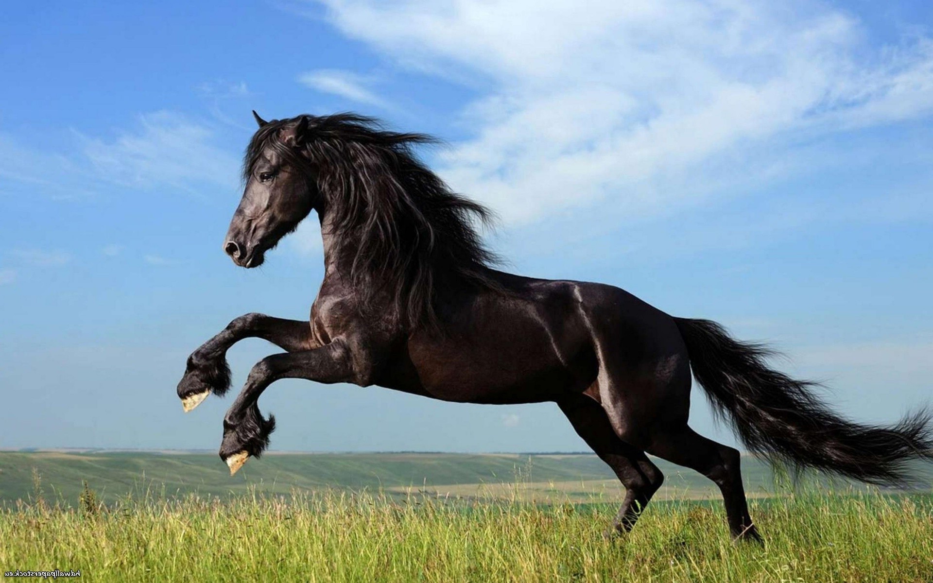 1920x1200 animals, Horse, Dark Horse
