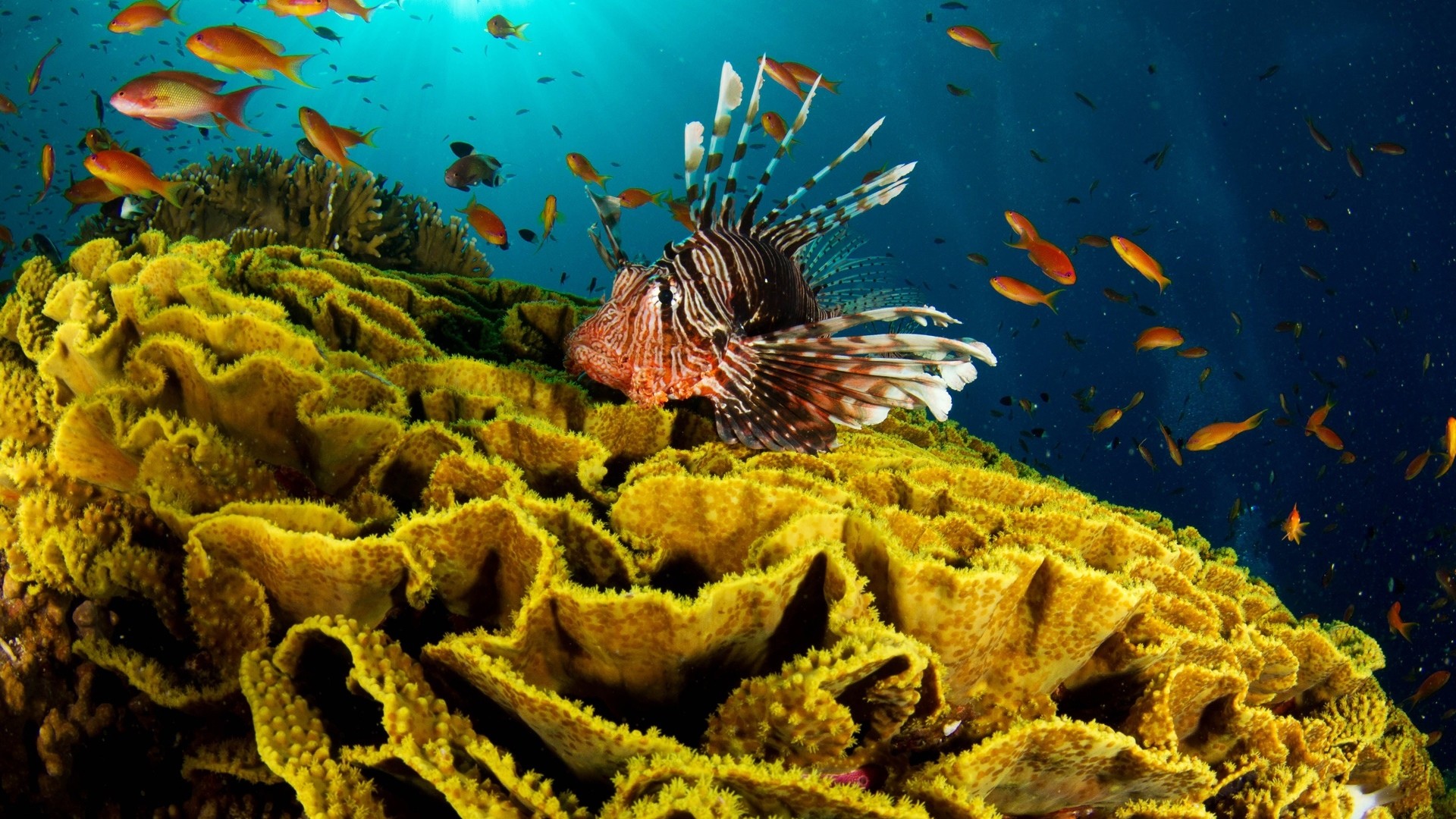 1920x1080 Shells starfish underwater 1920Ã1080 Underwater fish corals wallpapers  