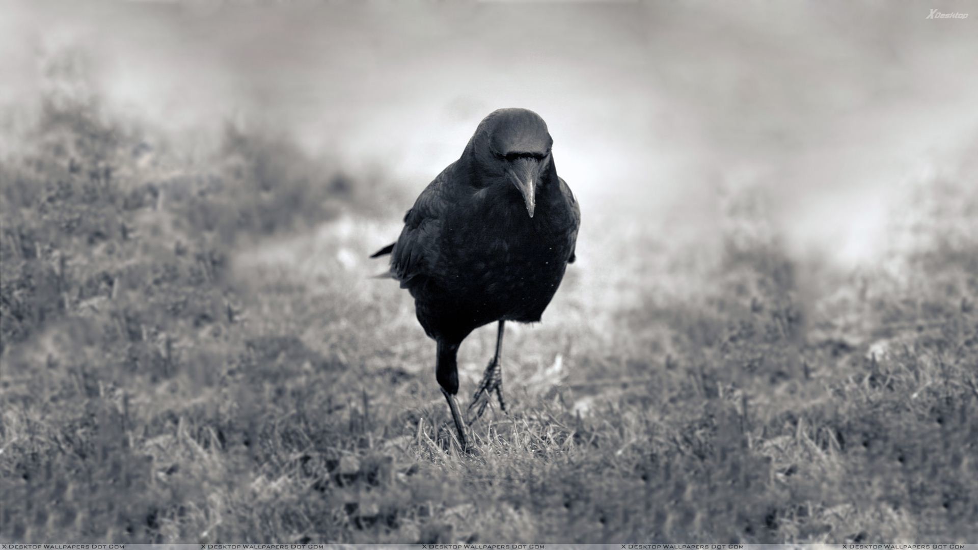 1920x1080 Crow