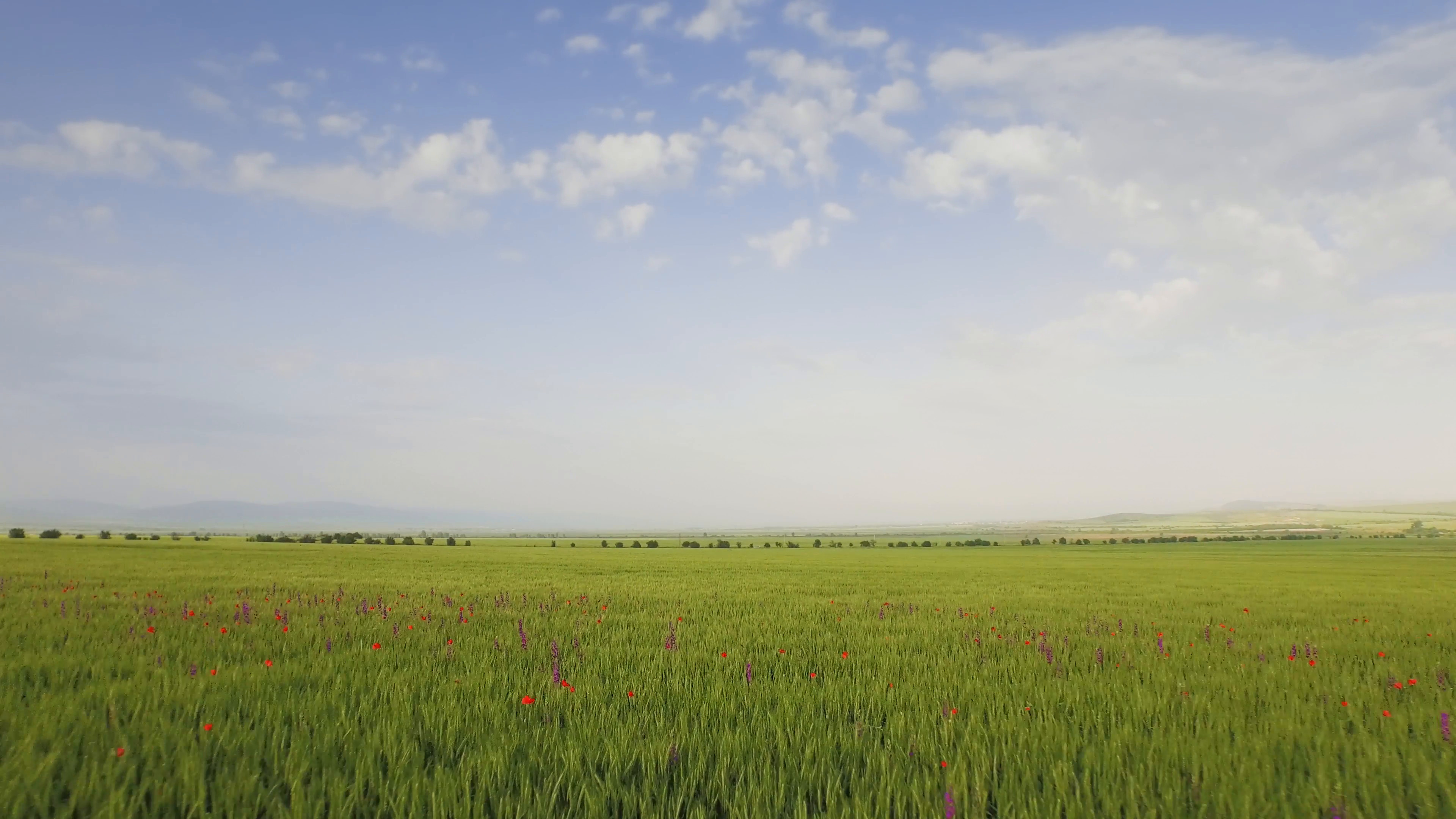 3840x2160 Subscription Library Wheat Field Nature Green Spring Agriculture Plant  Summer Landscape Grass Blue Sky Season Farm Rural Meadow