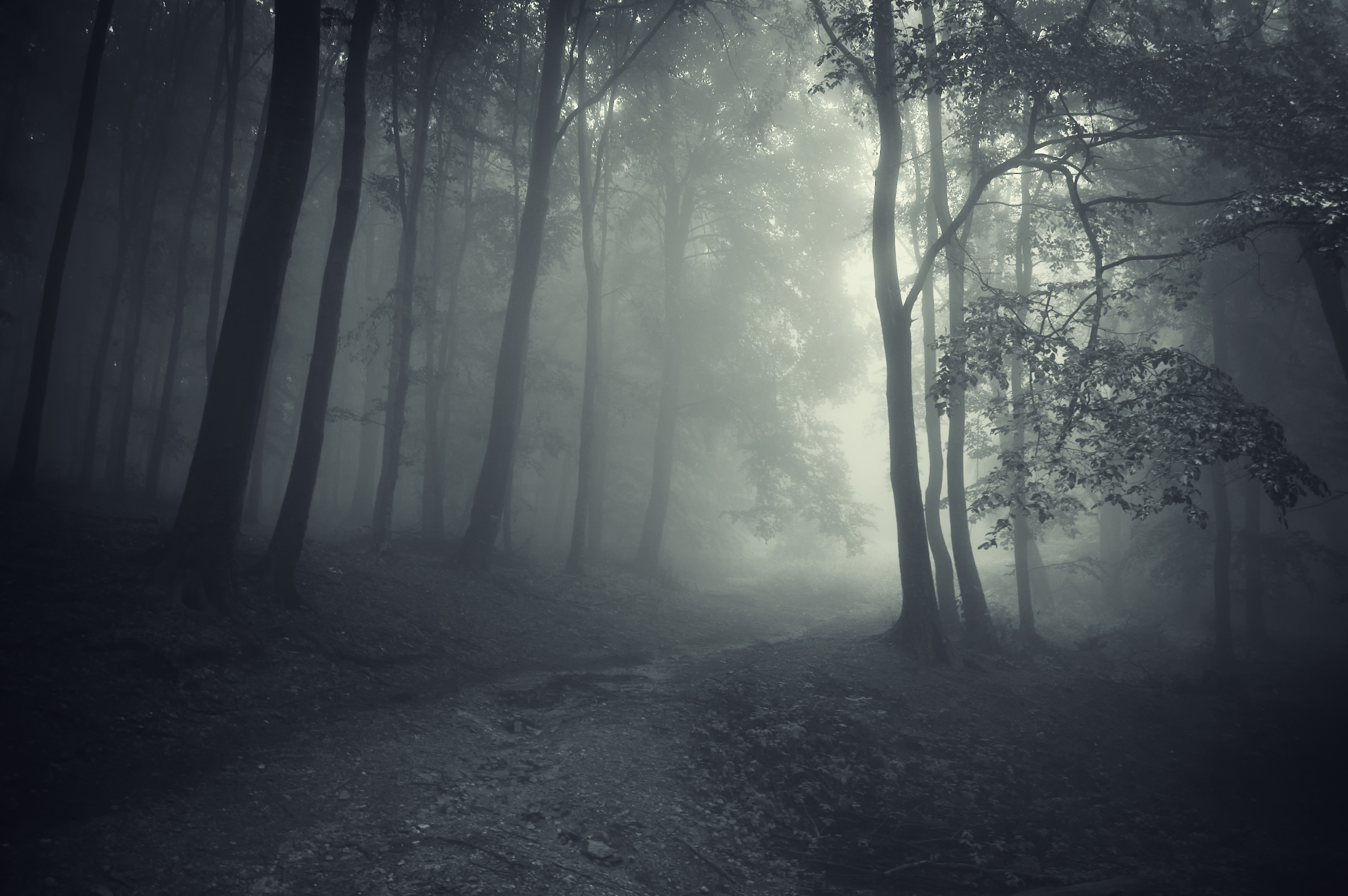 Spooky Forest Wallpaper (68+ images)