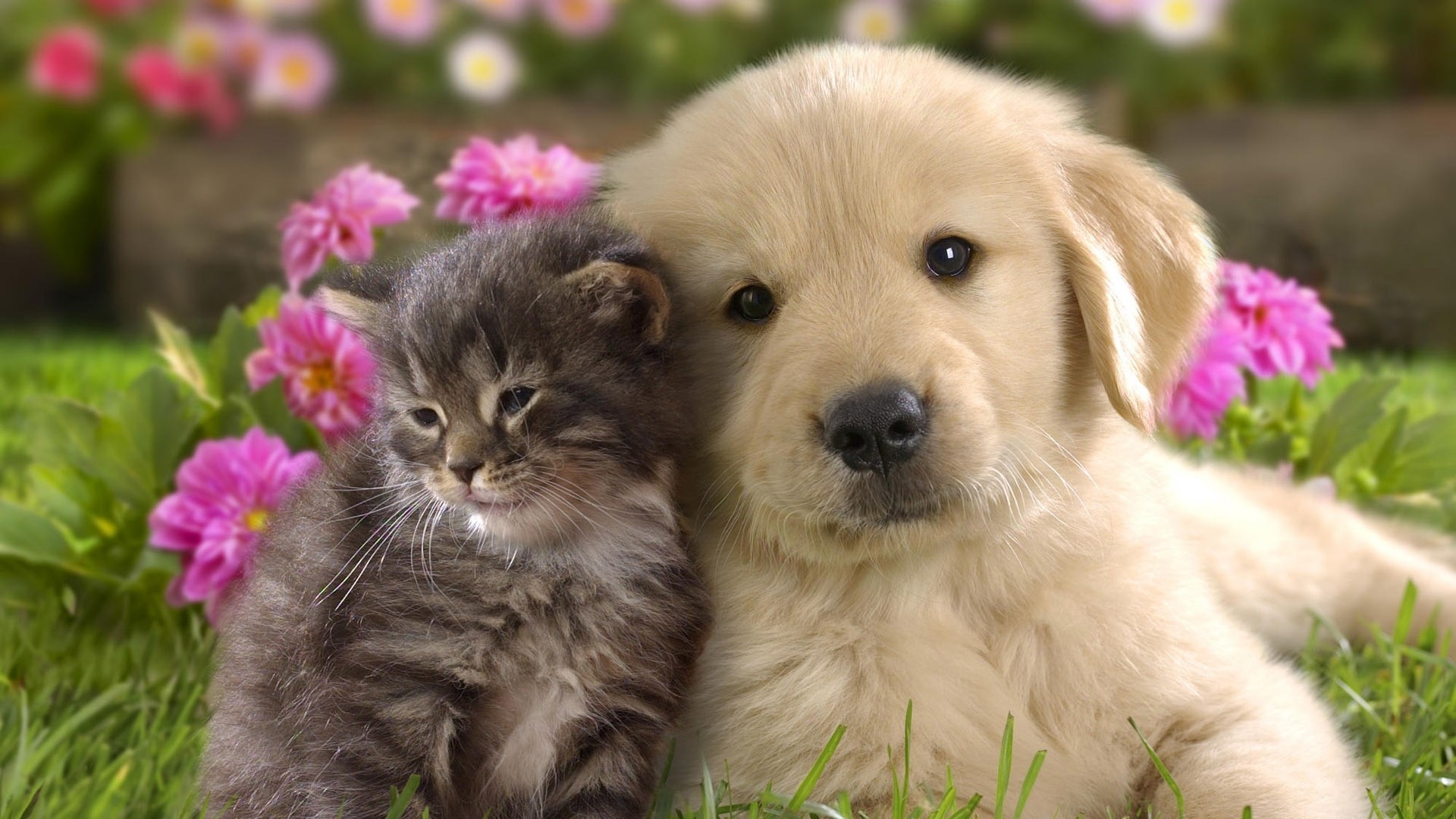 1920x1080 Preview wallpaper puppy, kitten, grass, flowers, couple, friendship  