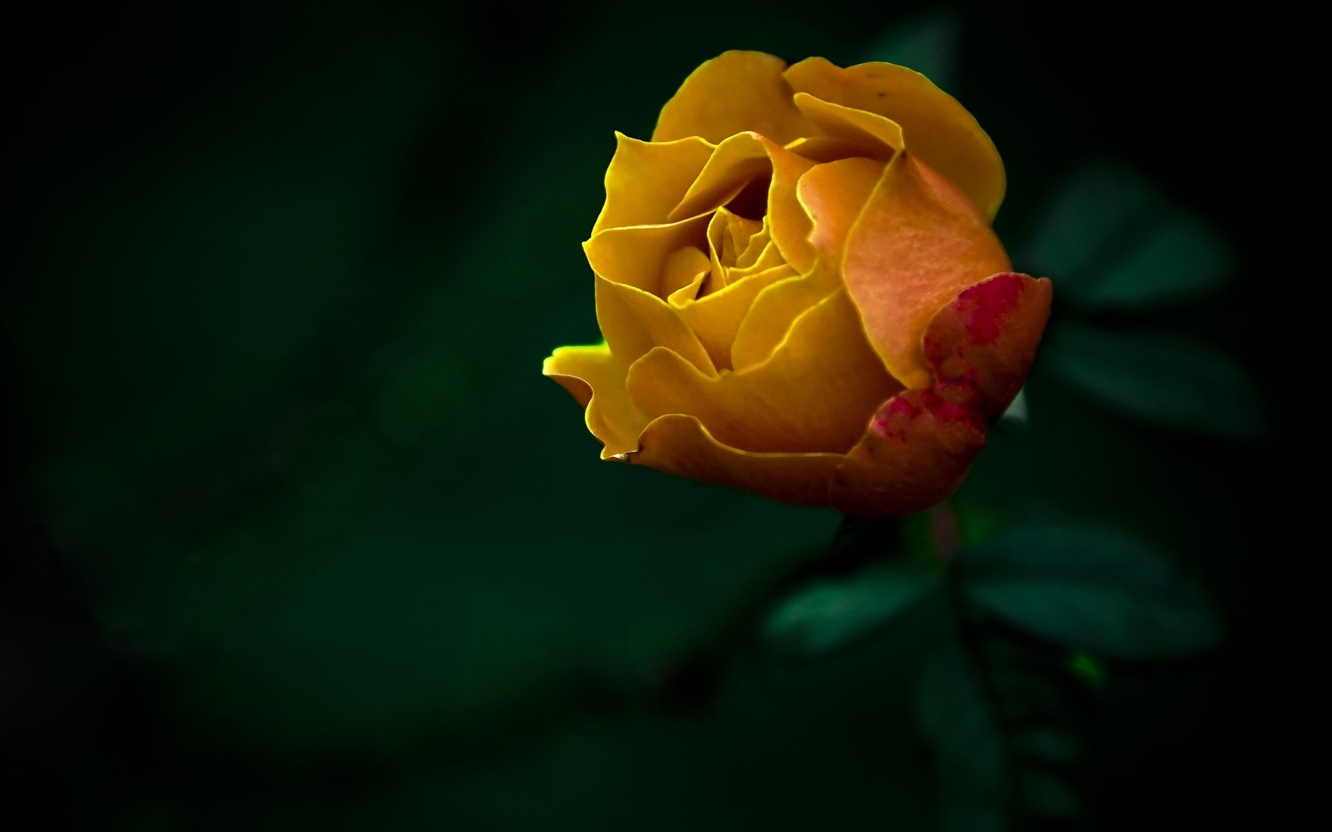 1920x1200 Yellow Roses Wallpapers HD backgrounds.