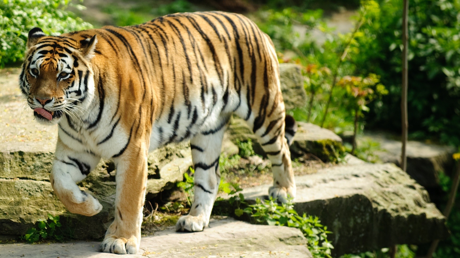 1920x1080 Nothing found for 39811 Bali Tiger Sightings Wallpaper