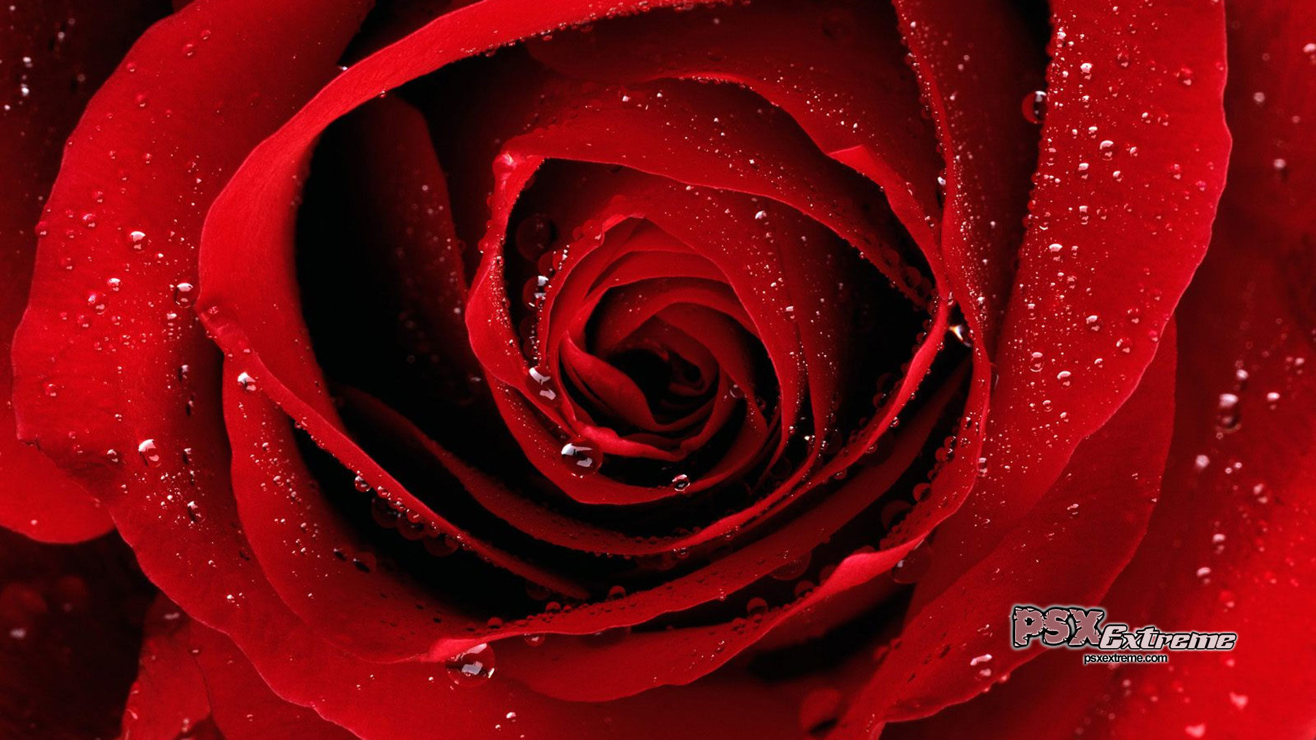 1920x1080 dark red rose wallpaper