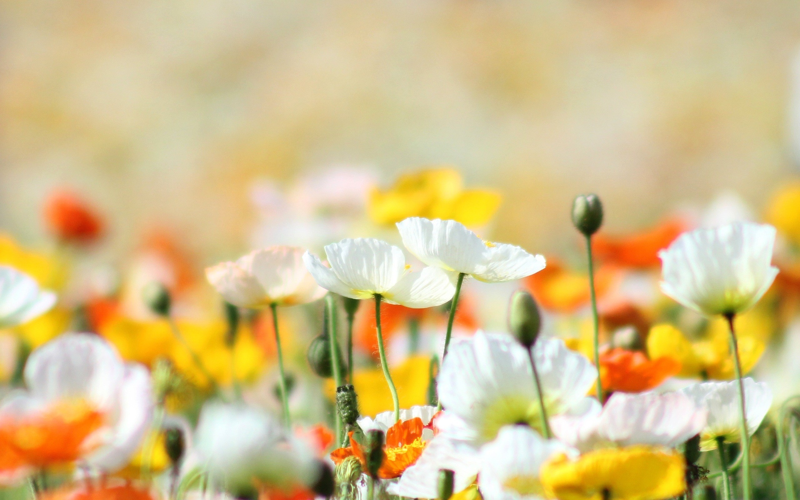 2560x1600 Yellow And White Poppies Flowers