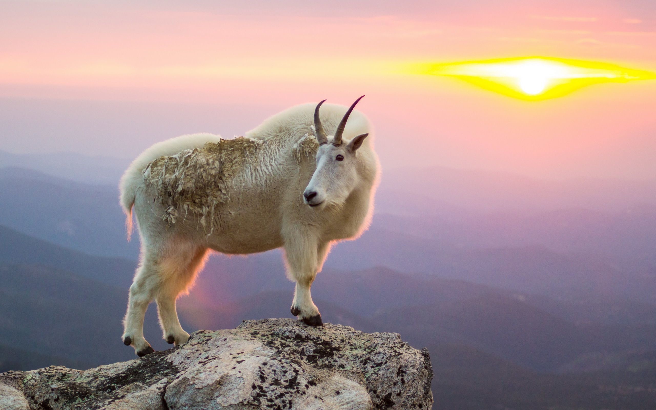 2560x1600 ... goat on the cliff HD Wallpaper 