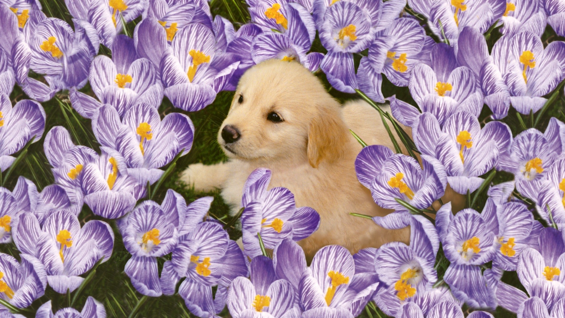 1920x1080  Wallpaper labrador, puppy, flowers