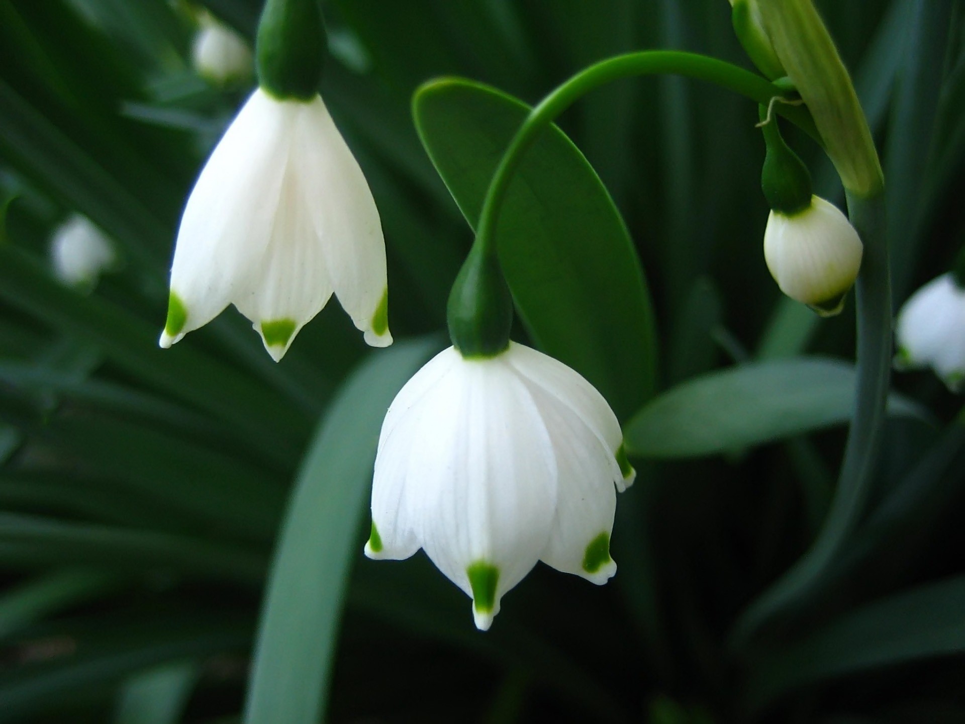 1920x1440 Snowdrops Wallpaper Flowers Nature Wallpapers