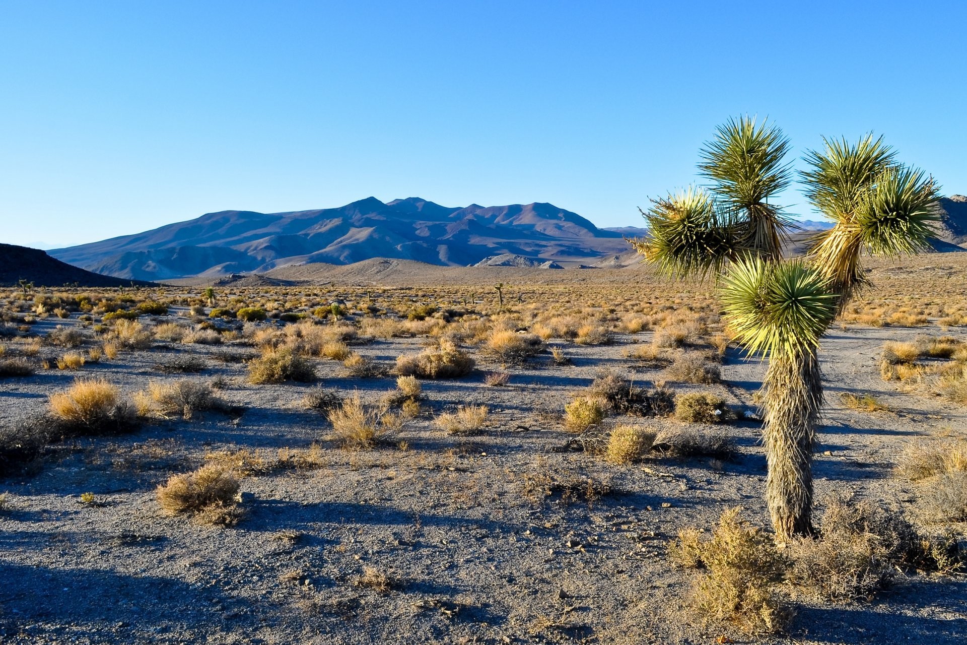 1920x1280 joshua tree national park california united states mountain desert tree sky  landscape