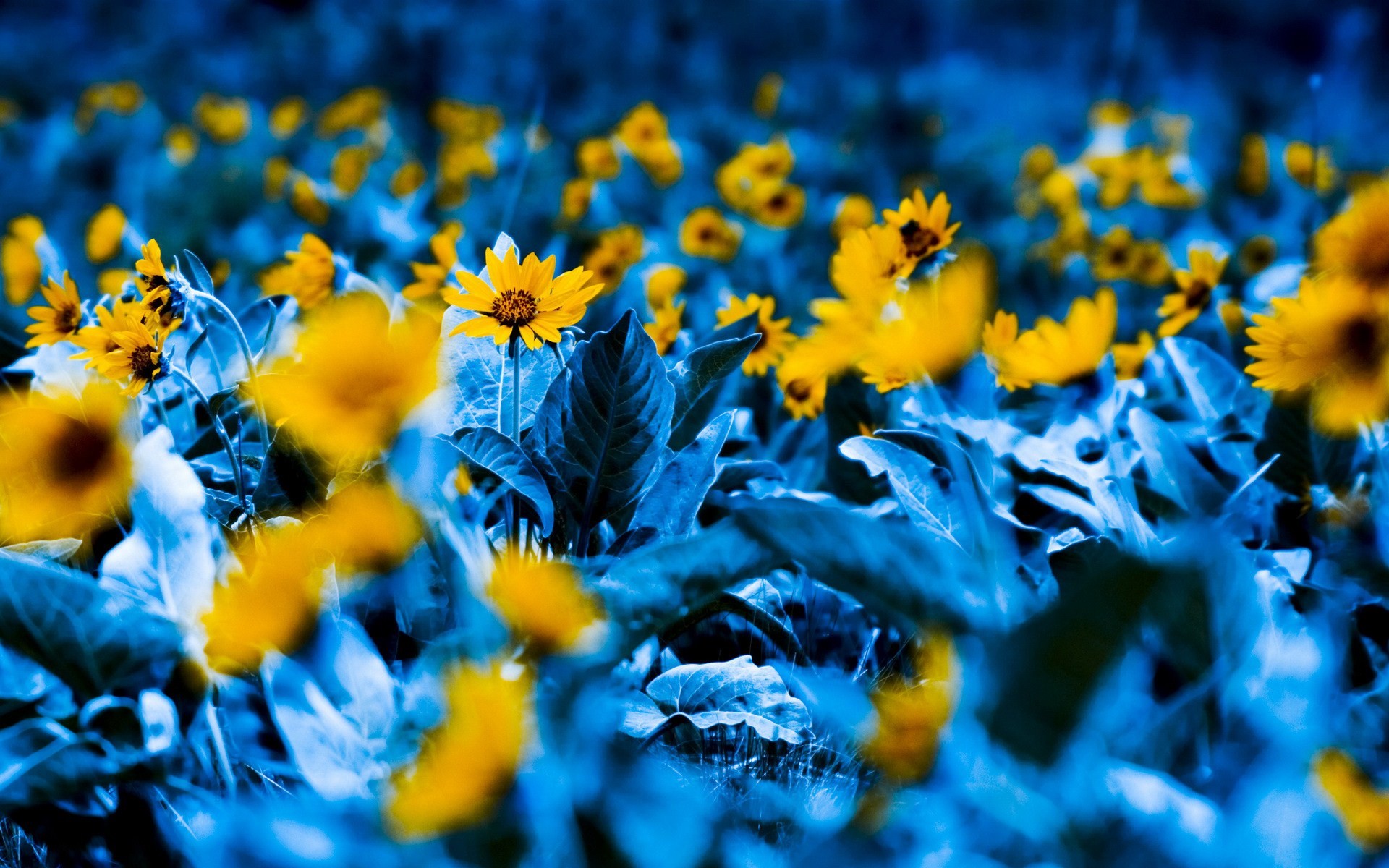 1920x1200 Blue And Yellow Flower Wallpaper 4 Background