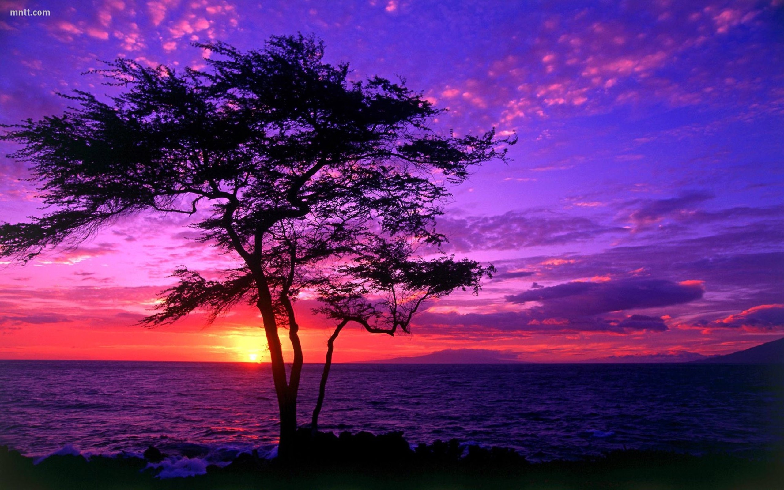 2560x1600 Beautiful Scenery Tree Sea Sunset Hd Wallpaper 3842