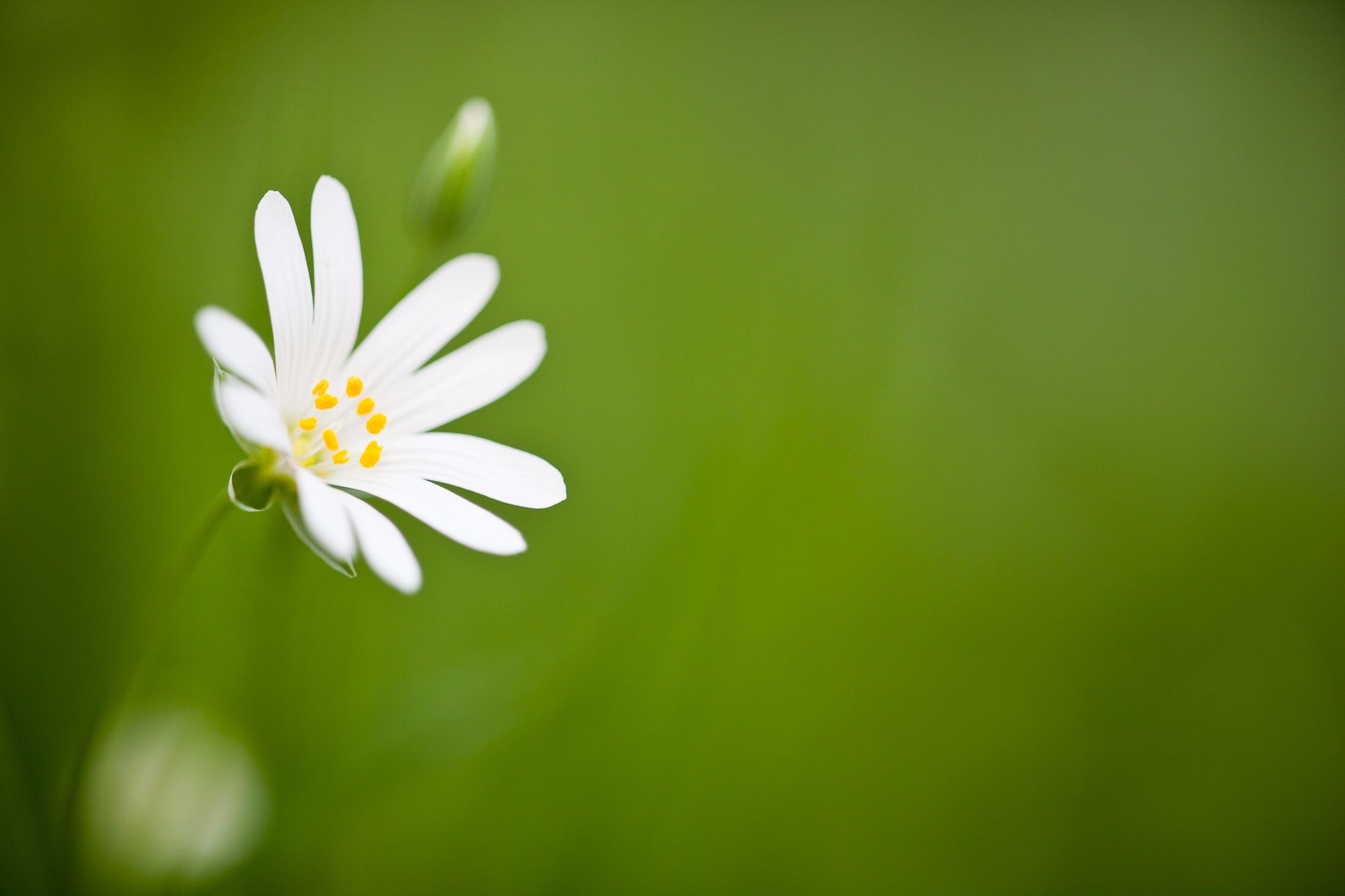 2250x1500 ... Rose White Lily, Easter Flower HD desktop wallpaper : Widescreen : High  .