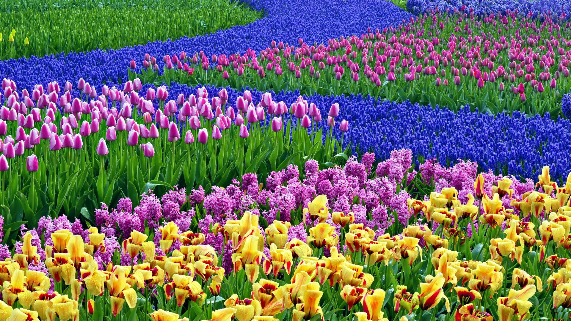 1920x1080 Spring Flowers HD Desktop Background