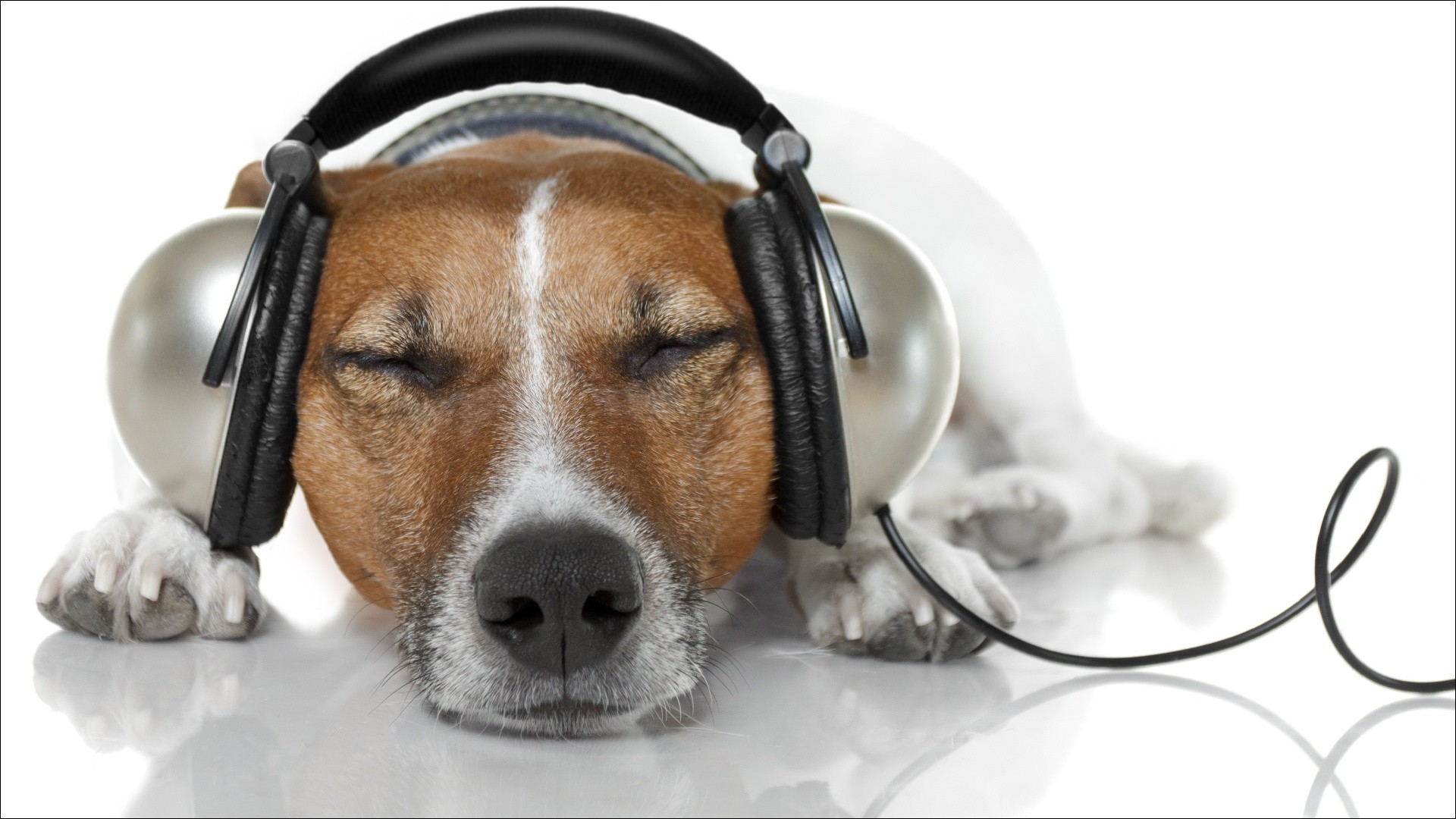 1920x1080 Wallpapers Jack Russell terrier Dogs Headphones Rest Sleep Snout Animals  White background relax Resting