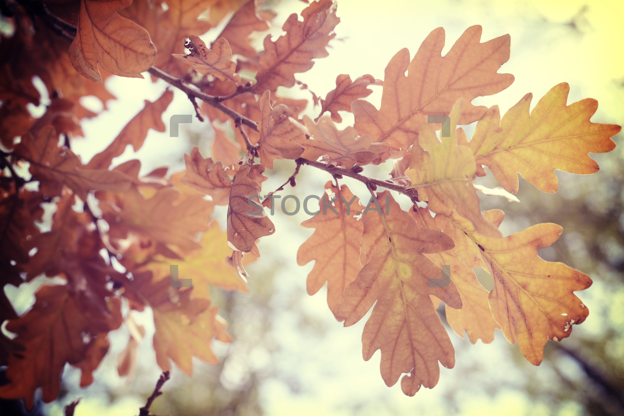 2120x1415 Image of Fall foliage season background oak vintage leaf