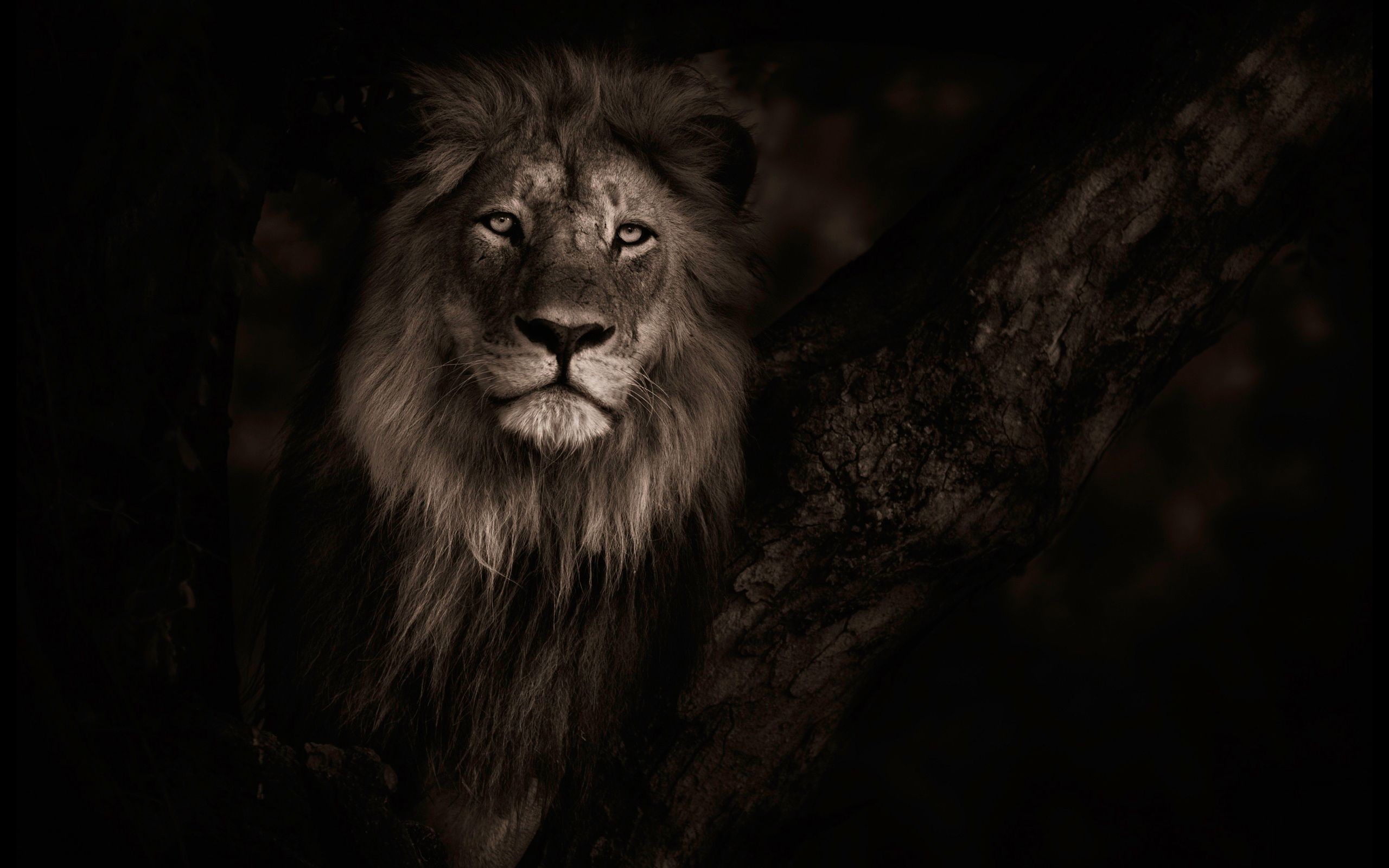 2560x1600 Male lion Wallpapers