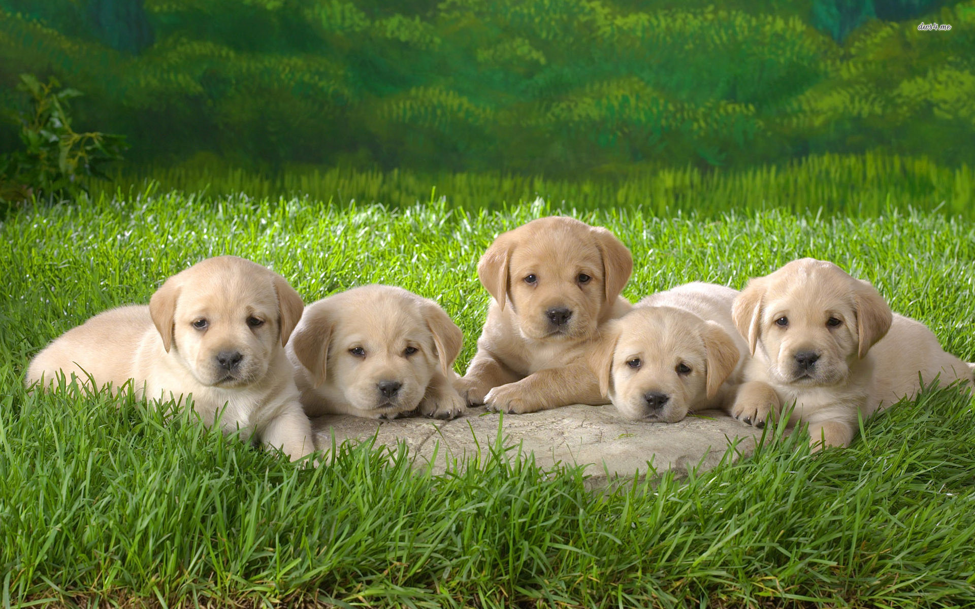 1920x1200 Yellow Labrador Retriever Puppies Sitting On Grass HD Wallpaper