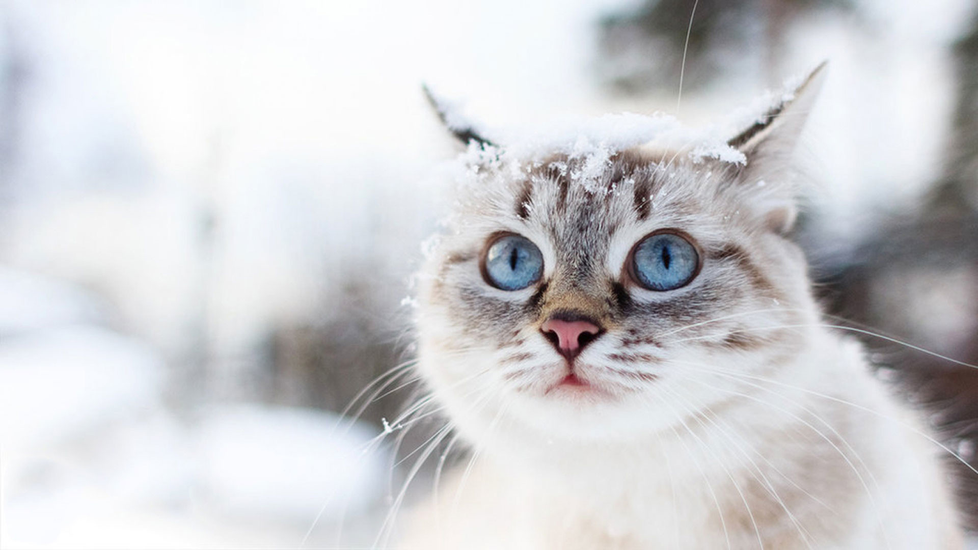 1920x1080 hd pics photos attractive snow cat winter beautiful cute hd quality desktop  background wallpaper