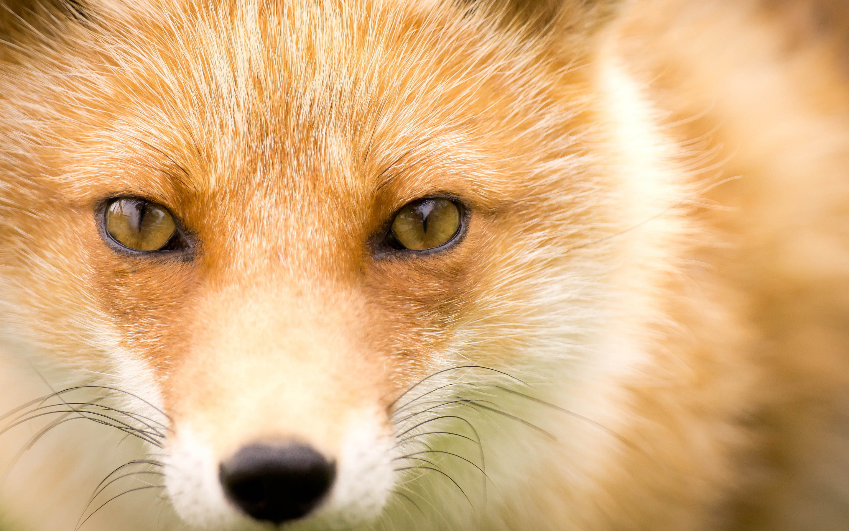 2880x1800 Foxes images Red Fox HD wallpaper and background photos