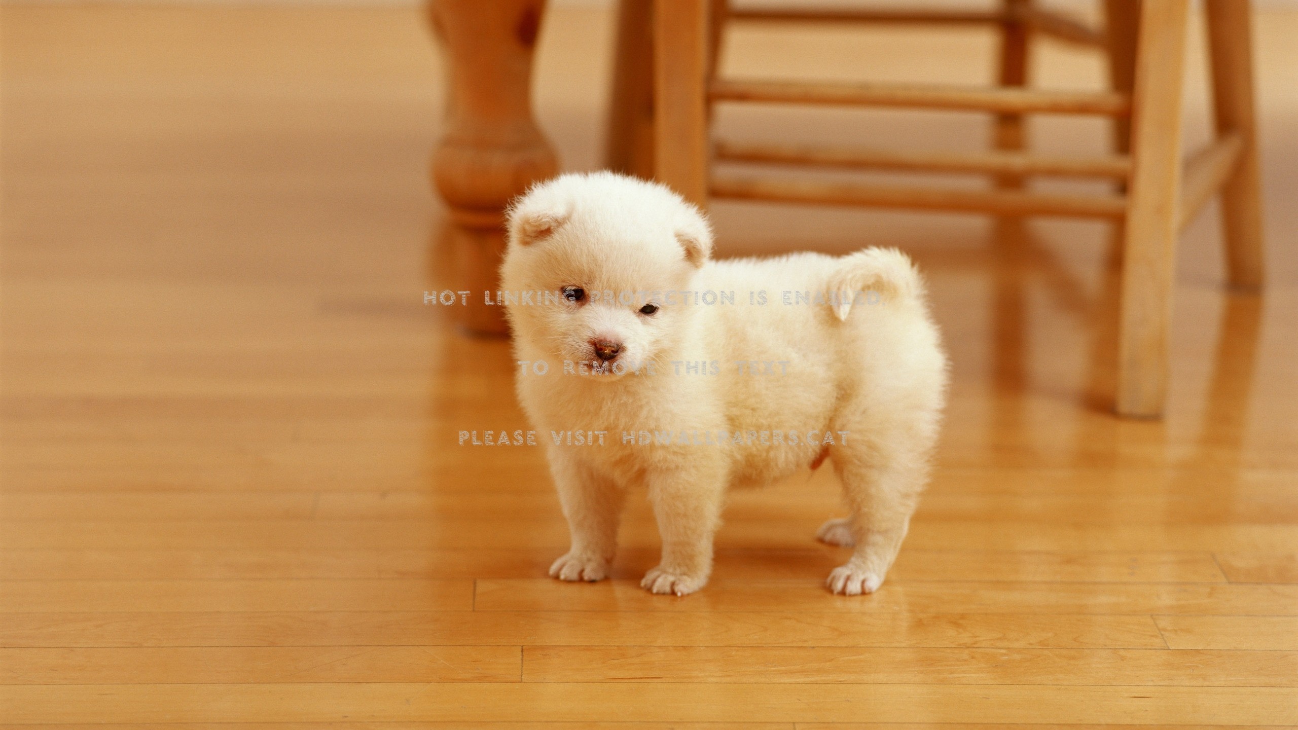 2560x1440 Lovely puppy white floor baby dog samoyed jpg  Images dogs lovely  wallpaper cats hd