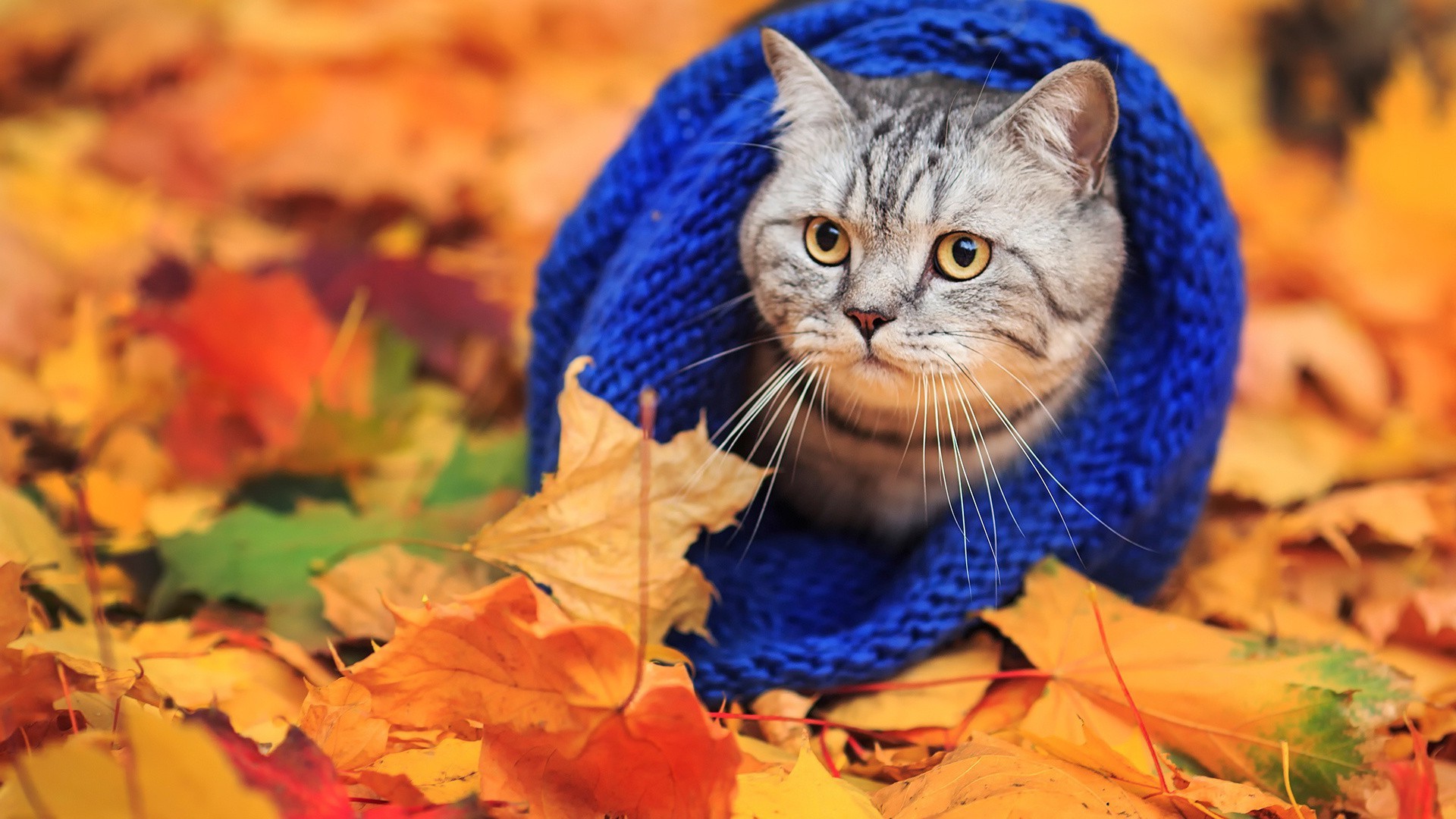 1920x1080 animals, Cat, Woolly Hat, Leaves, Fall Wallpapers HD / Desktop and Mobile  Backgrounds