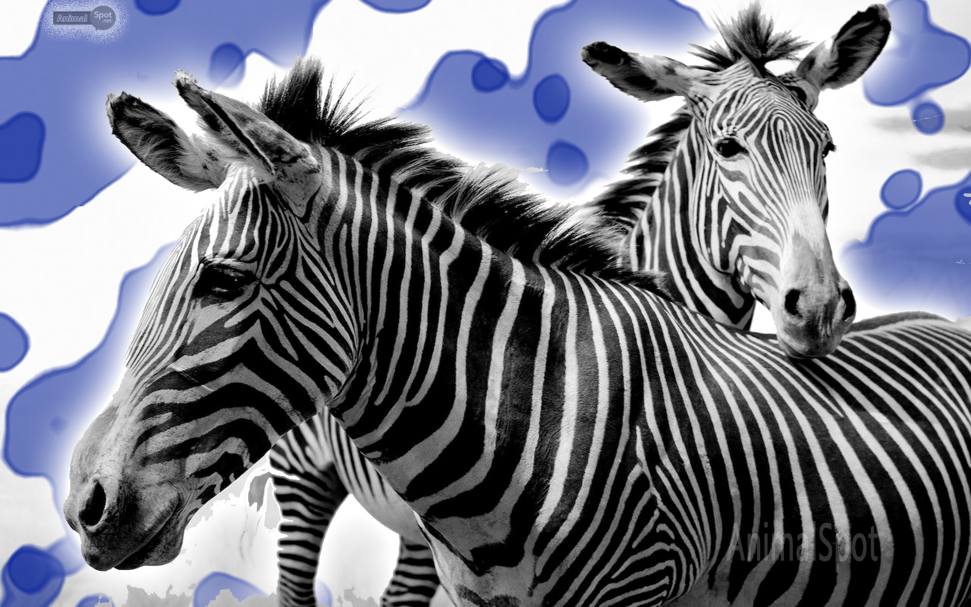 1920x1200 Baby zebra wallpaper desktop - photo#6