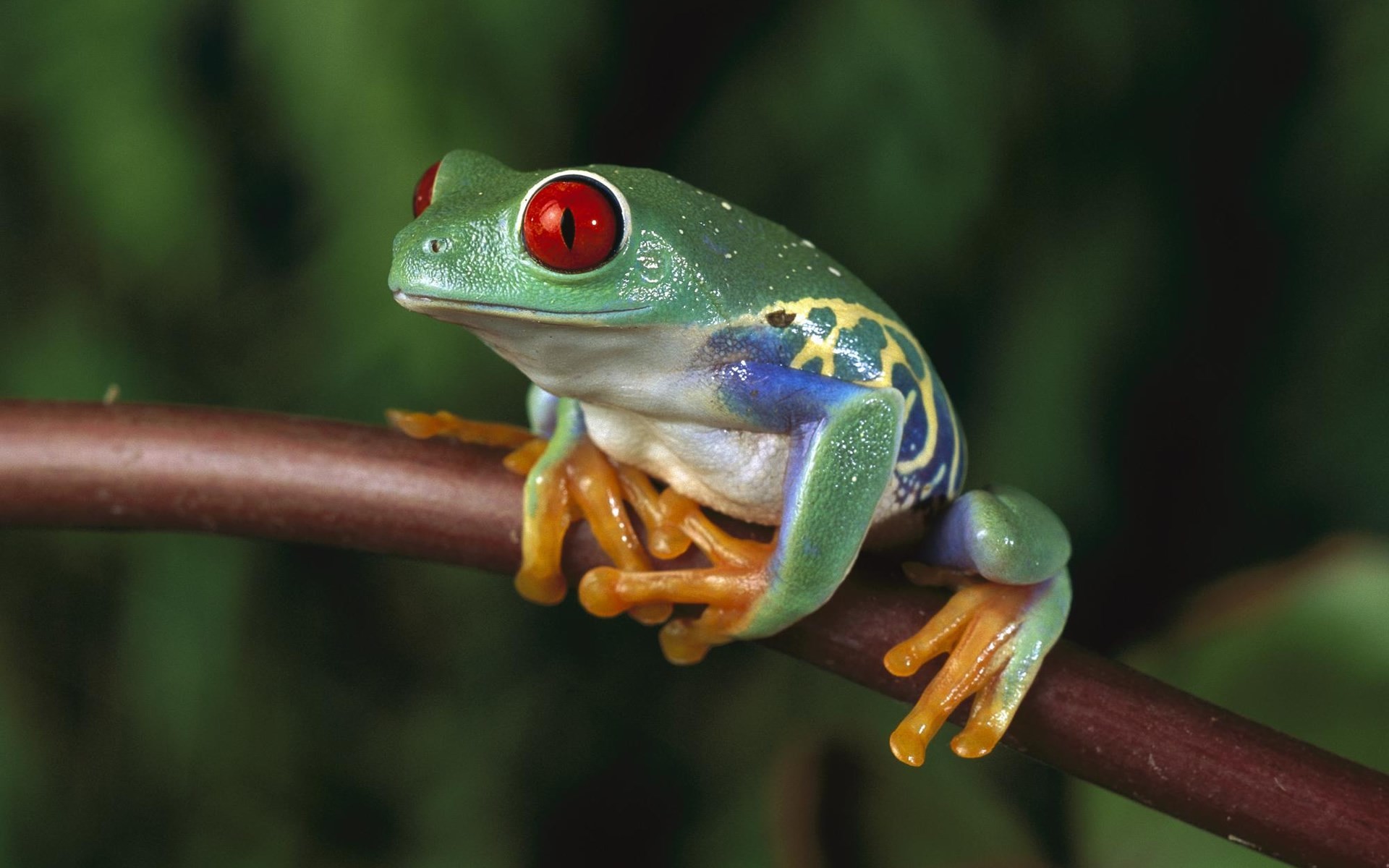 1920x1200 red eyed tree frog : Wallpaper Collection