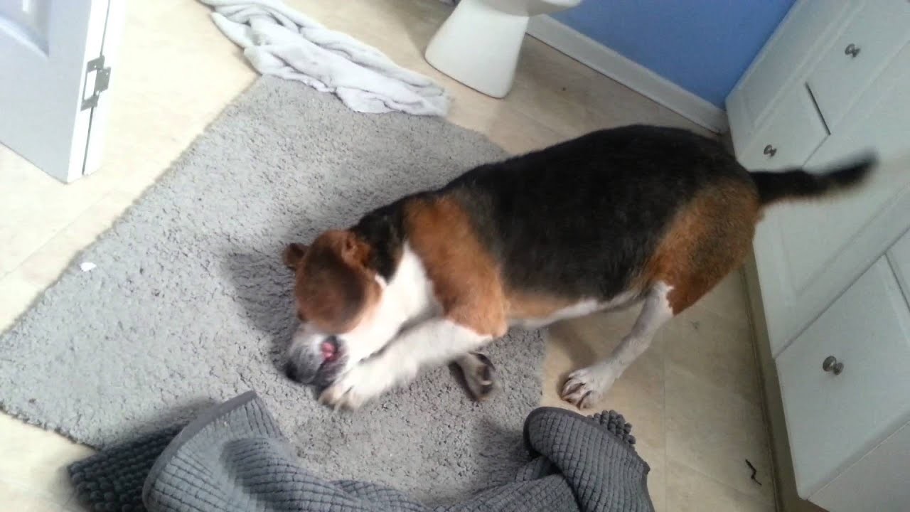 1920x1080 Funny playful beagle dog after bath time