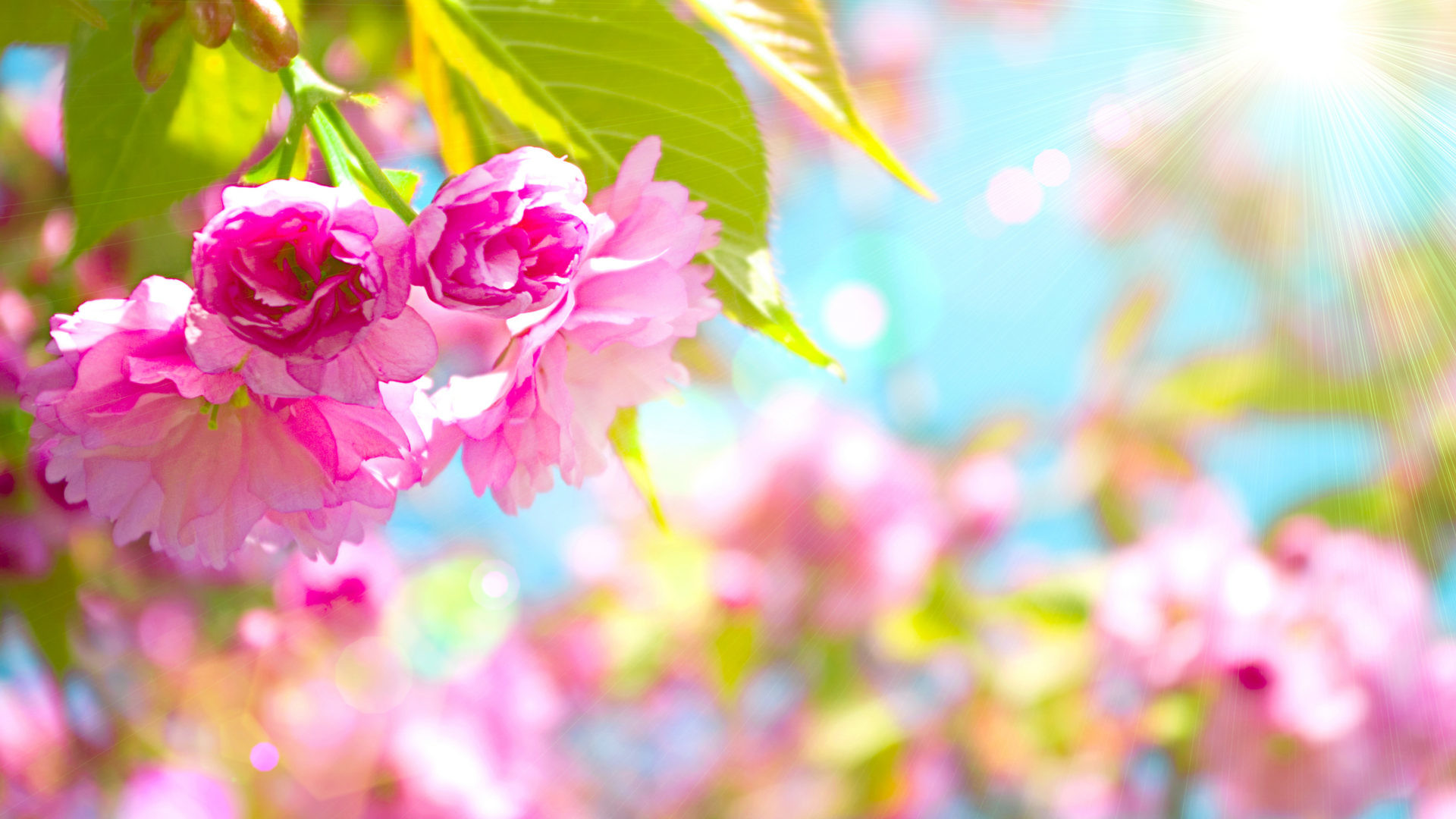 1920x1080 Light Pink Flowers with long stems wallpaper