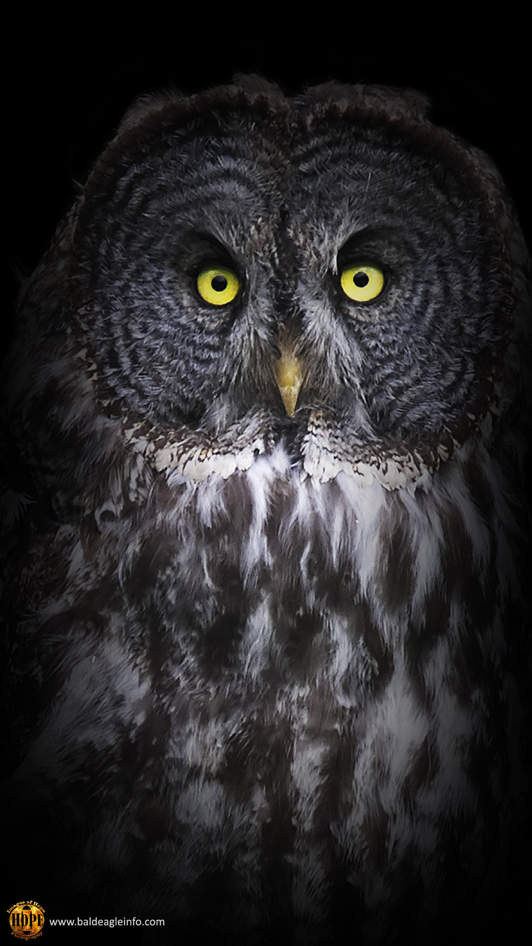 1080x1920 Great Gray Owl, graphic by Hope Rutledge