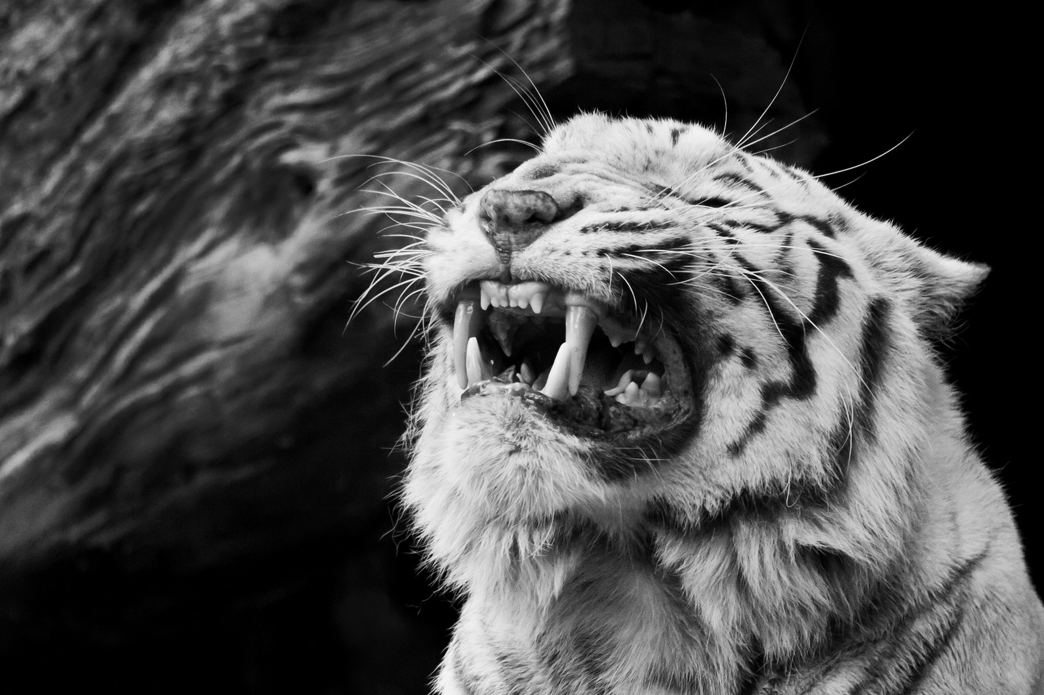 2048x1363 Black and White Tiger Wallpaper Free HD Desktop Wallpapers for Black And White  Tiger Wallpapers Wallpapers)