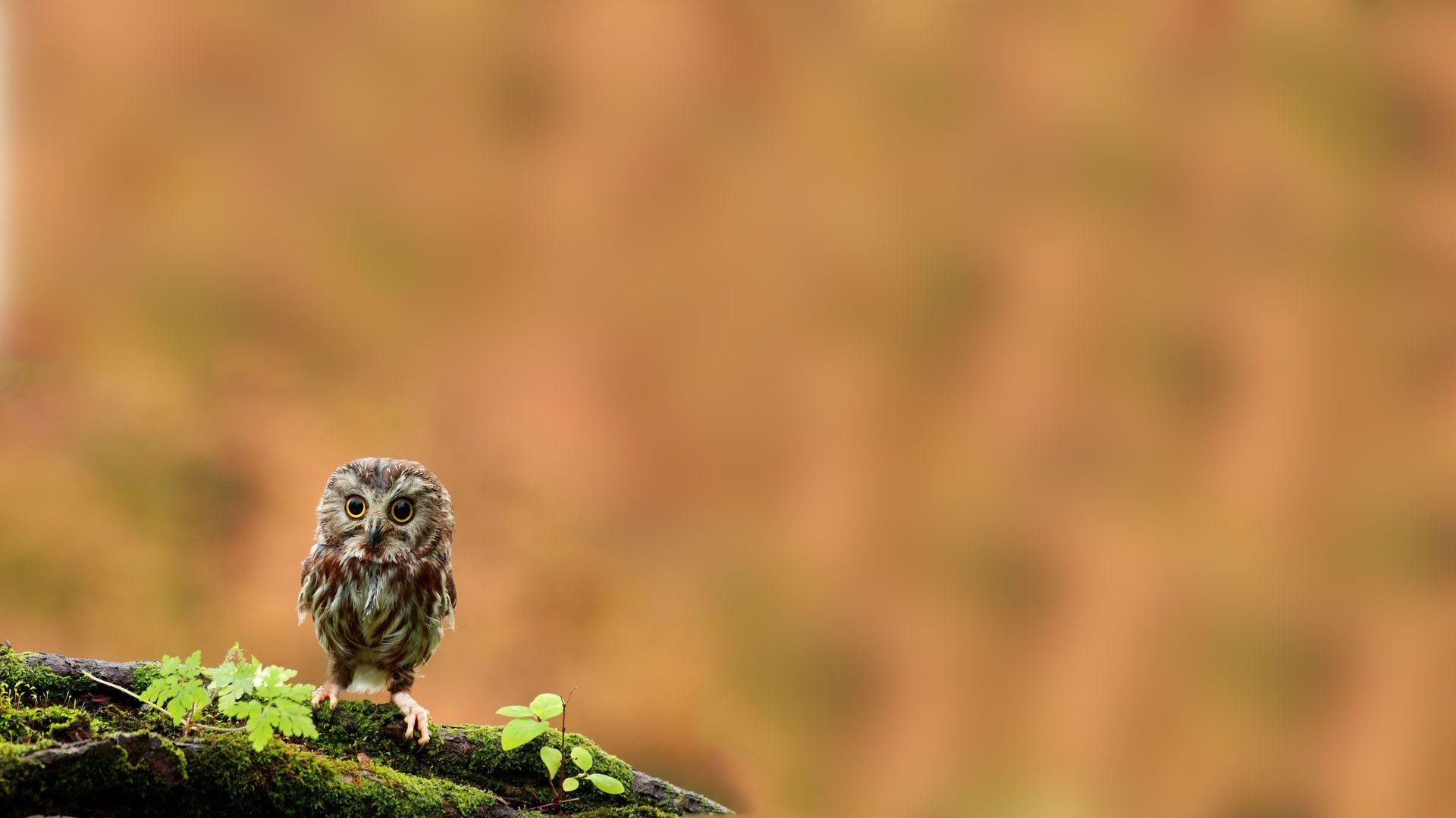 1920x1080 9. cute-owl-wallpapers9-600x338
