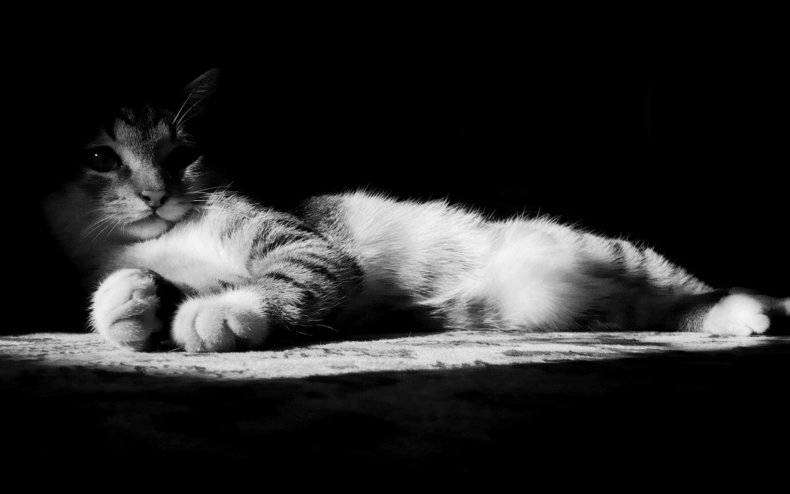 2560x1600  Bild: Faule Kitten in Black and White wallpapers and stock  photos. ÃÂ«