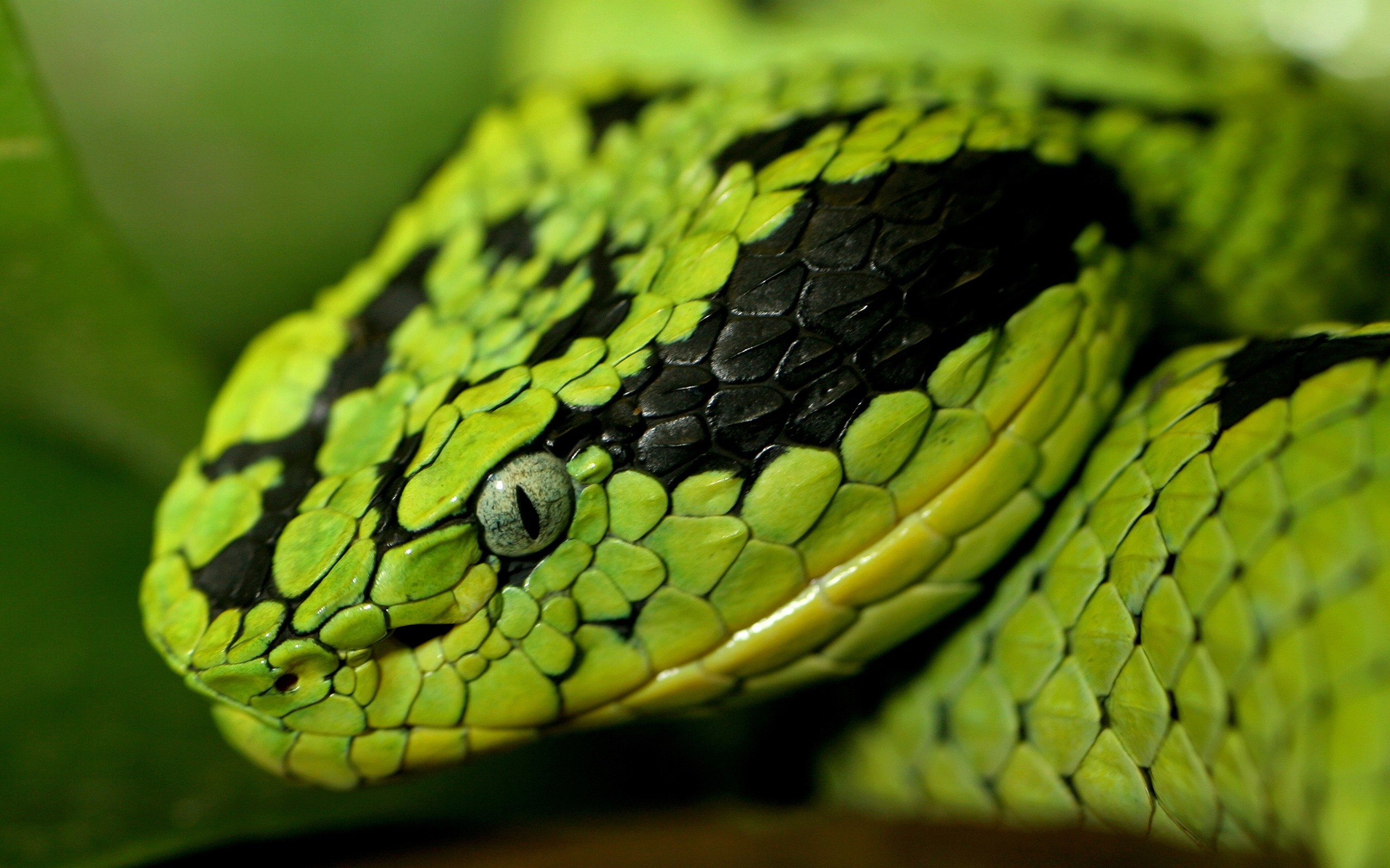 2560x1600 Colorful Snakes | Green Snake Head Wallpapers Pictures Photos Images