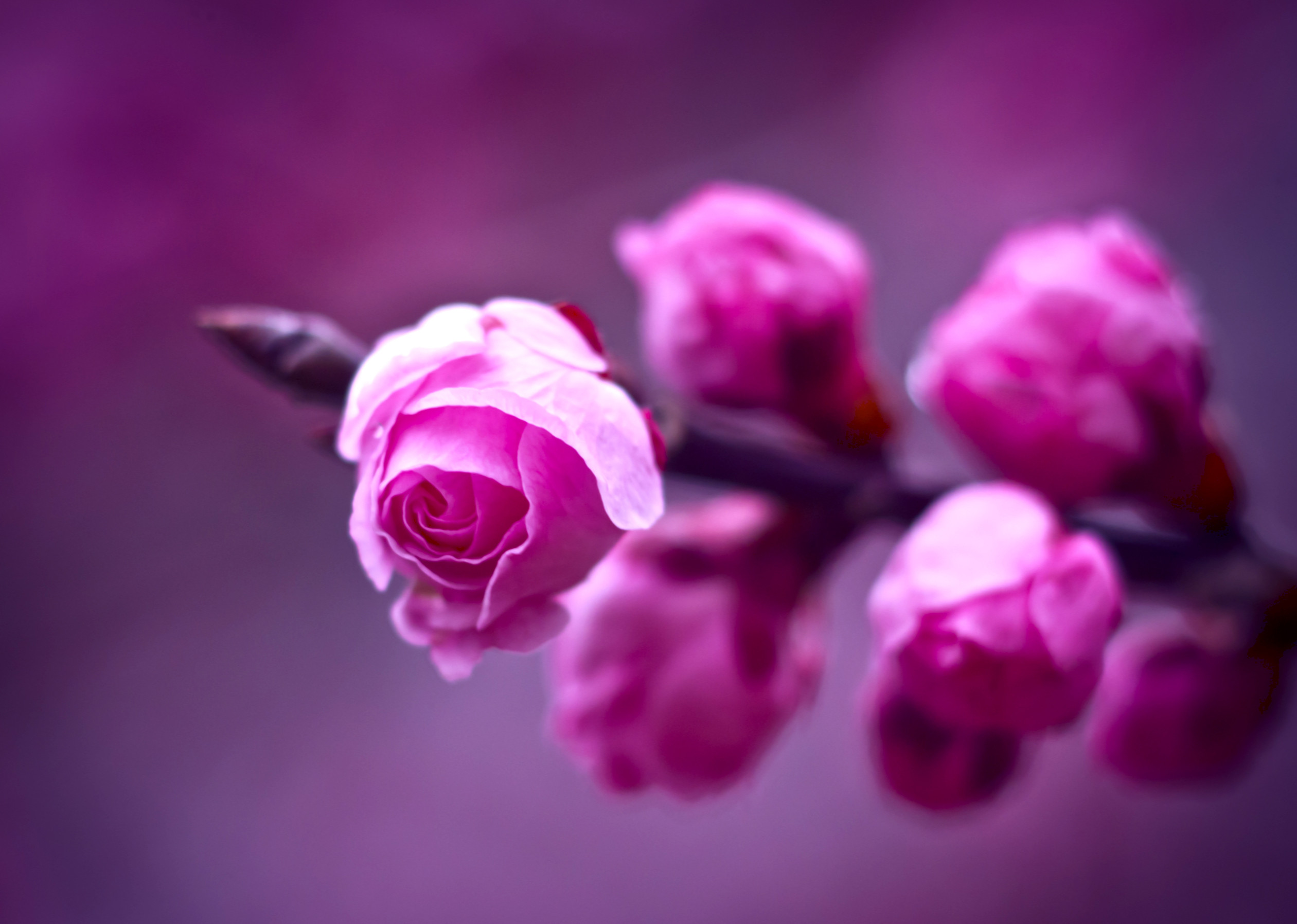 2521x1796 Purple images Purple Rose HD wallpaper and background photos
