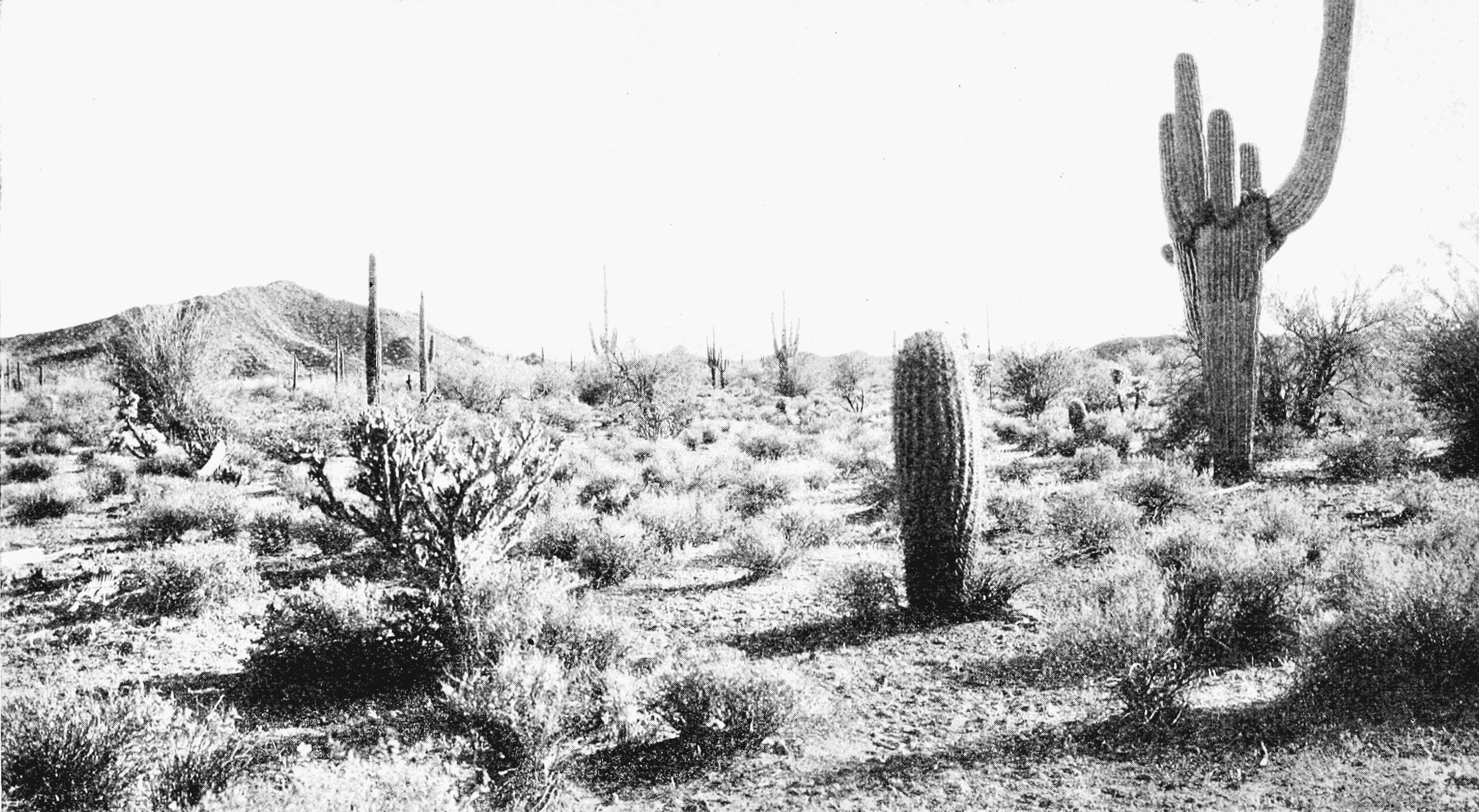 2853x1568 File:PSM V66 D110 Arizona desert scene without irrigation.png