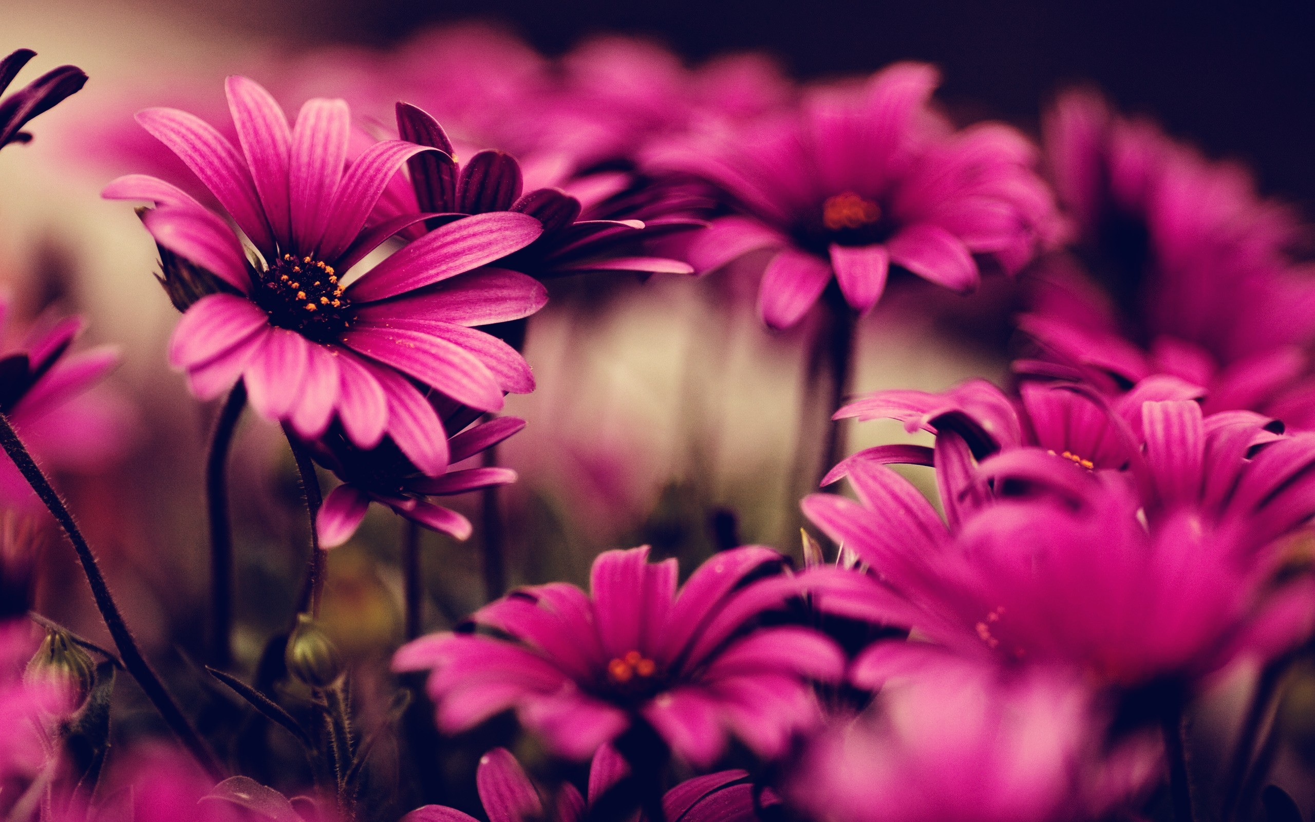 2560x1600 Pink Flower Wallpapers