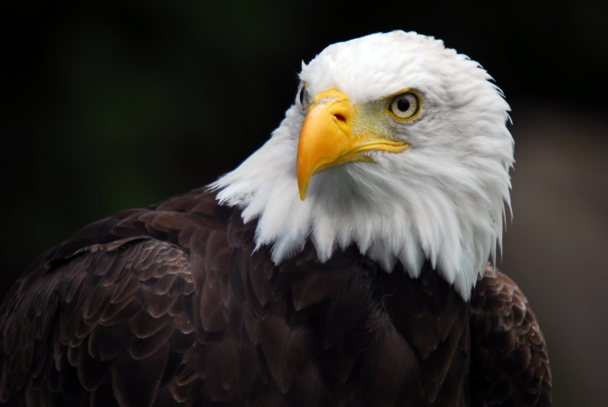 2000x1339 ... Bald Eagle HD Wallpapers | THIS Wallpap