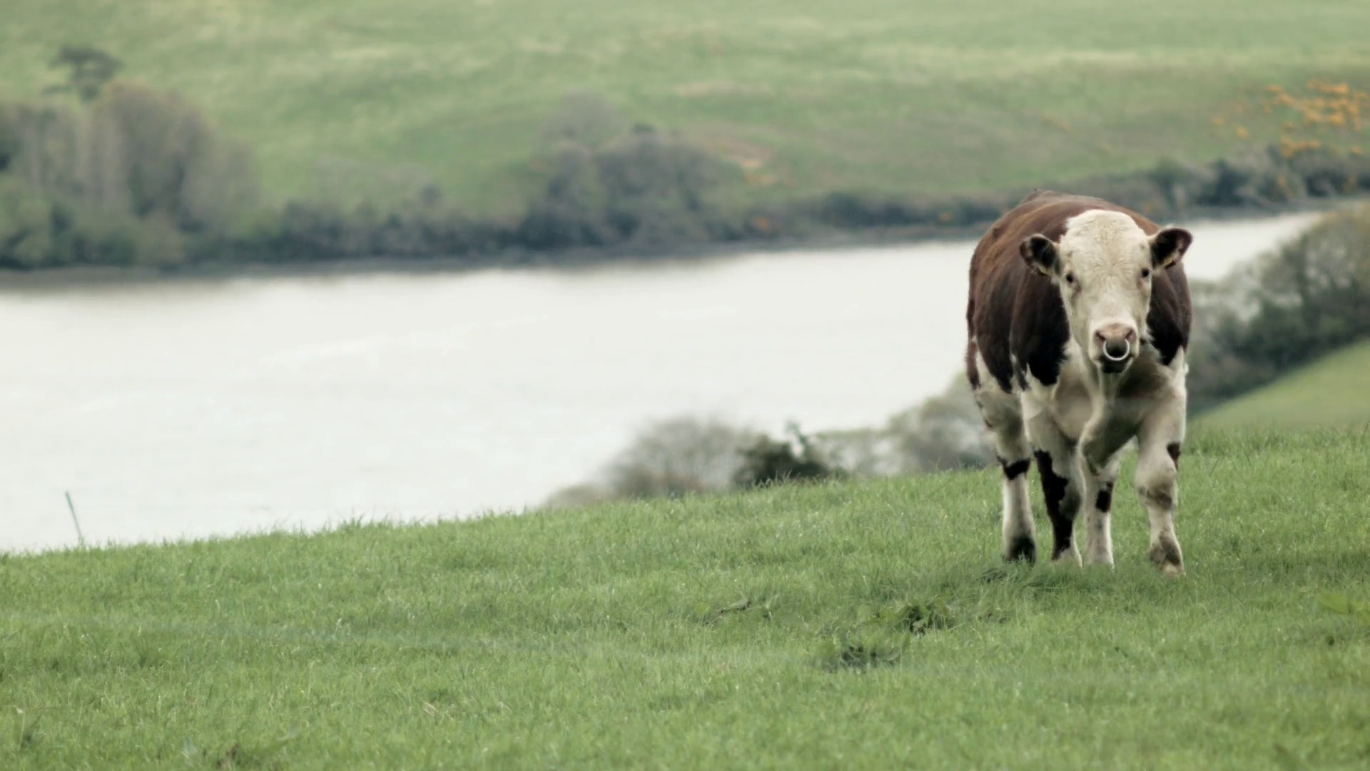 1920x1080 Curled hair cow walking towards camera with beautiful river in the  background Stock Video Footage - VideoBlocks