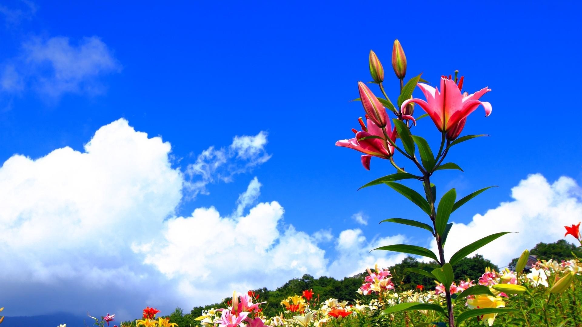1920x1080  Wallpaper lilies, flowers, meadow, sky, sunny, positive
