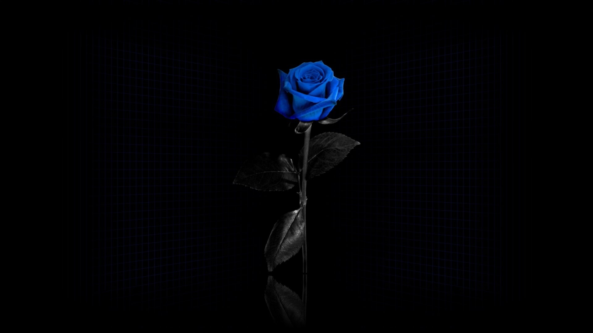 1920x1080 Beautiful blue rose on black background wallpapers and images .