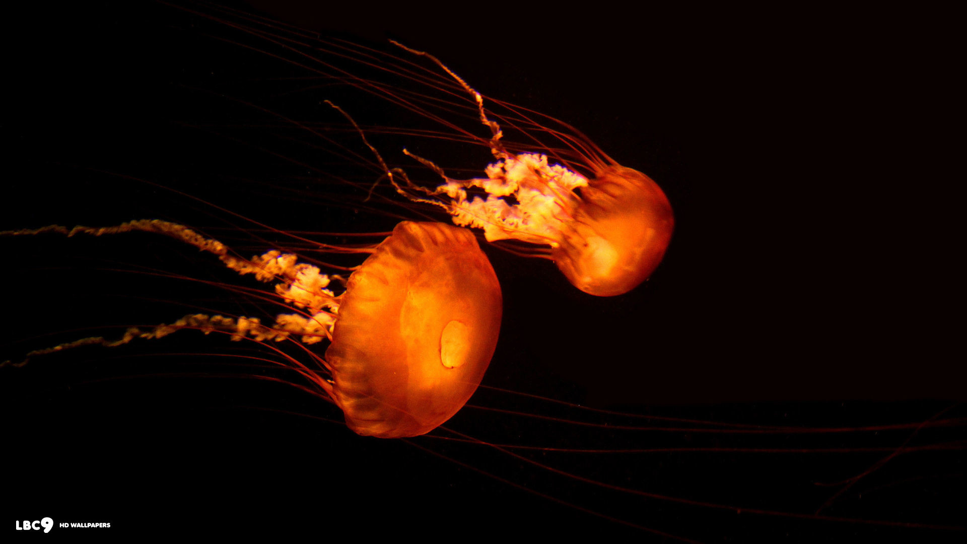 1920x1080 bright orange jellyfish black background