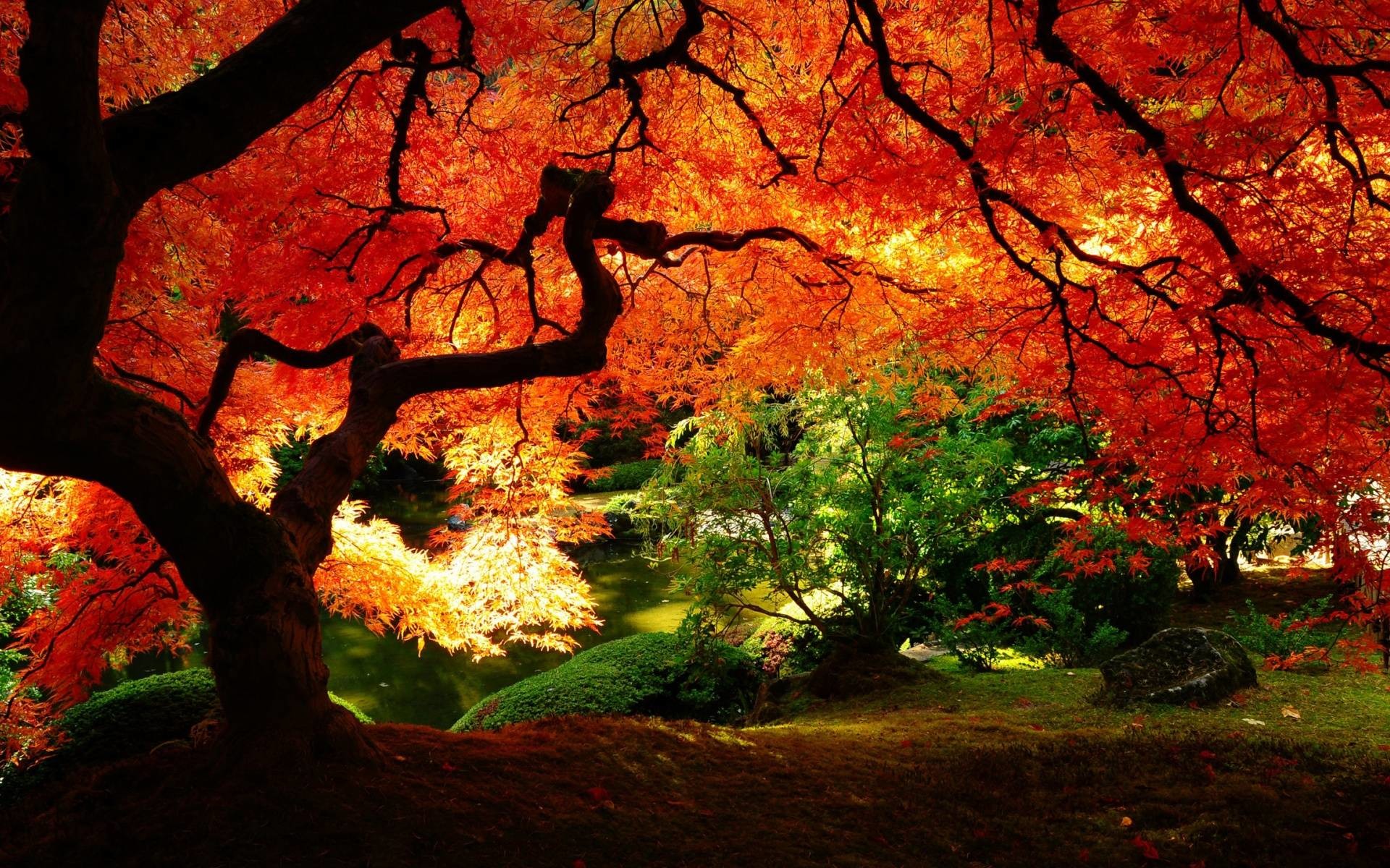 1920x1200 Beautiful Autumn Red Leaves HD Wallpapers - High Definition Wallpapers