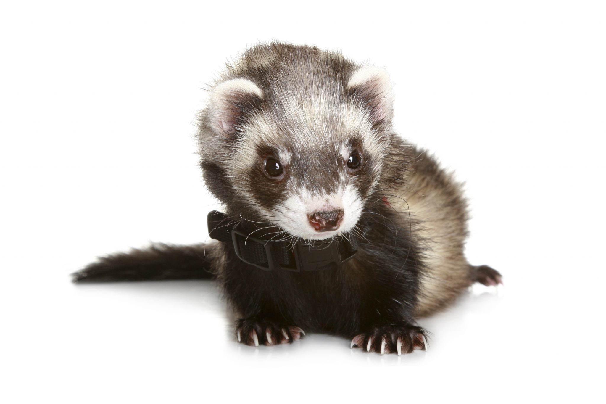 2048x1365 Taking Your Ferret For a Walk - Retractable Dog Leash .