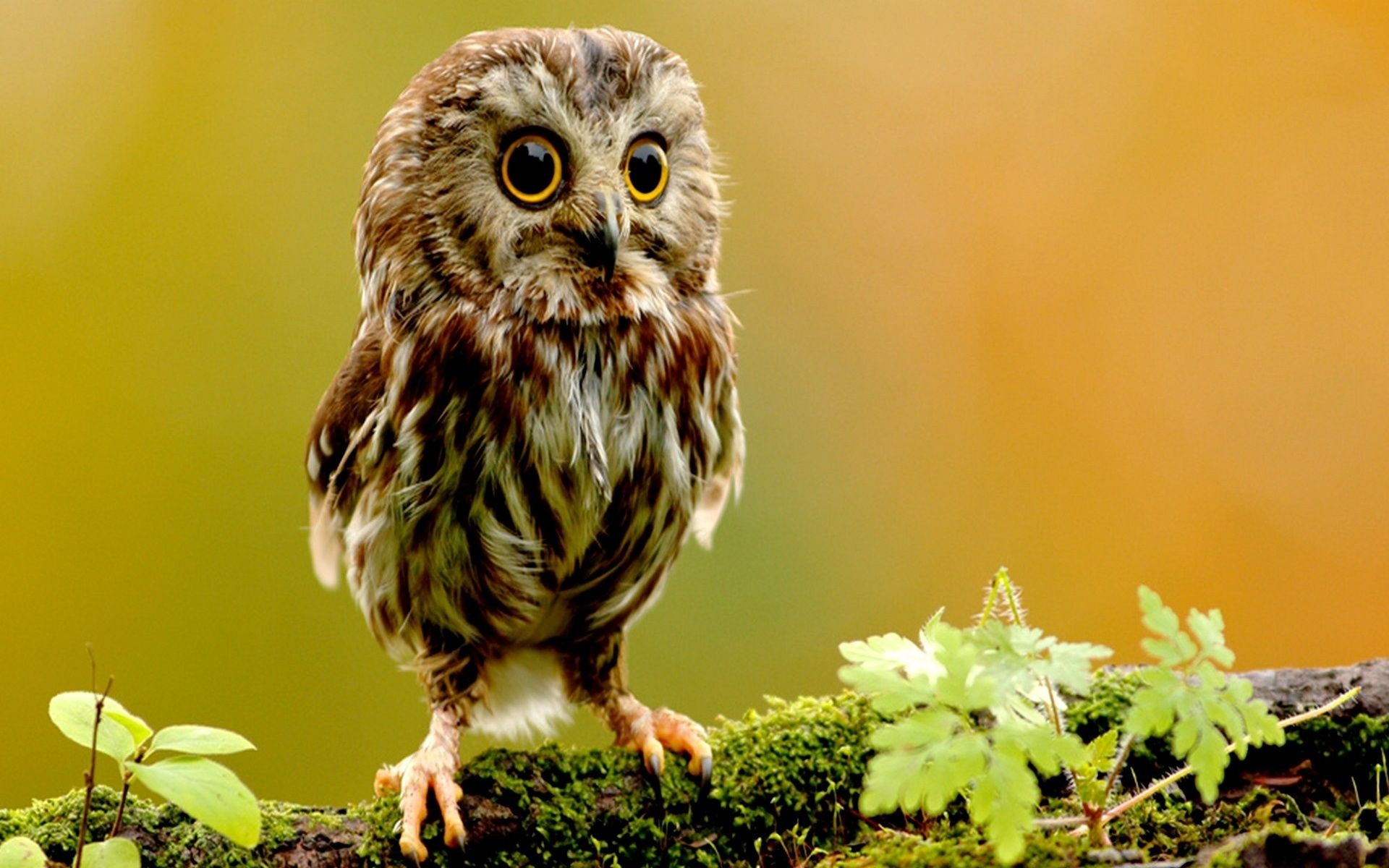 1920x1200 Colorful Owl Wallpaper | Owl Wallpaper, animals, owlet, small | HD Desktop  Wallpapers