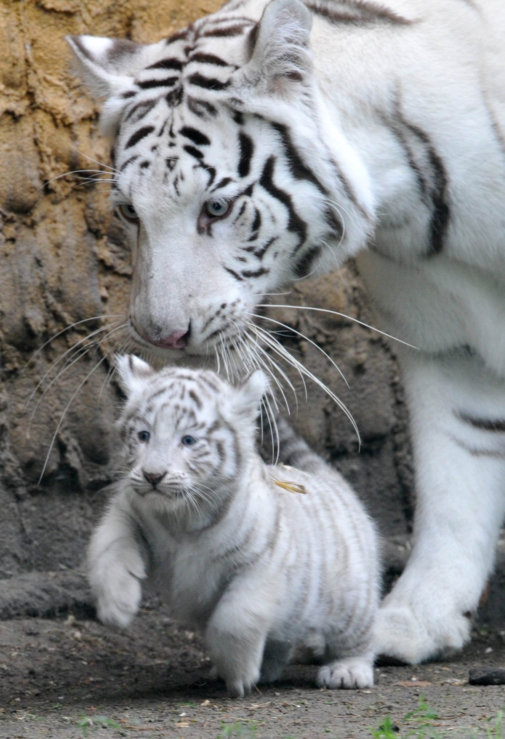 2052x3000 Uncategorized Cute Whiteer Cubs Wallpaper 2 93 Fabulous Baby Picture  Inspirationsers In Snow For Sale Algebra. Bengal TigerTiger TigerWhite ...