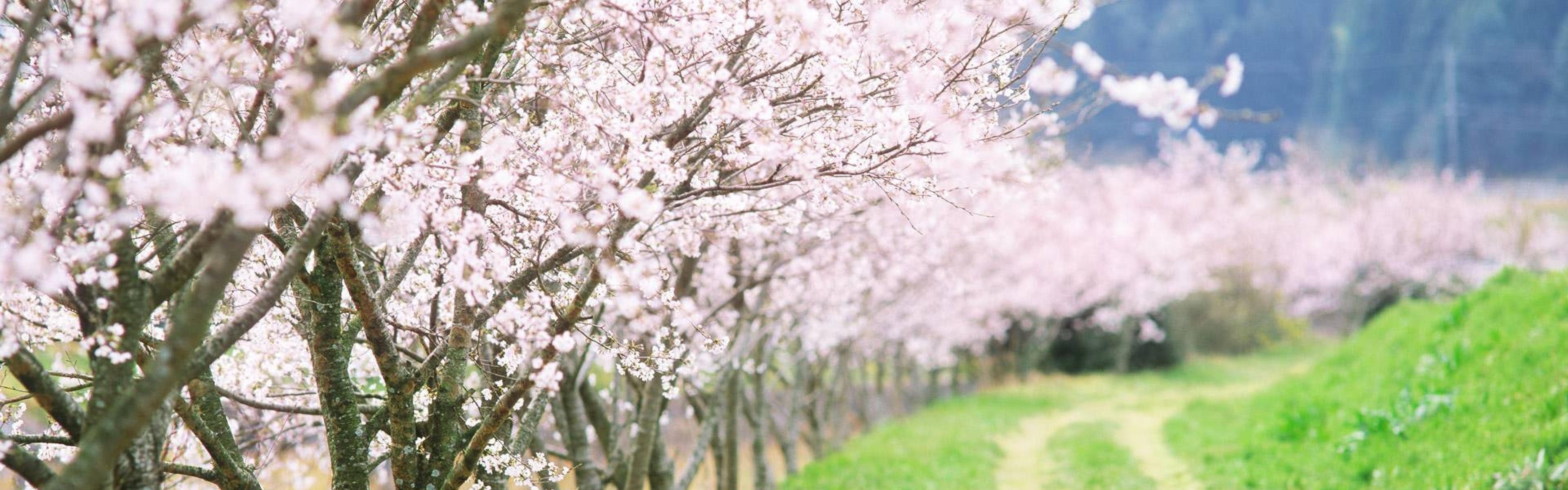 3840x1200 Preview wallpaper spring, trees, flowering, garden, road, country 