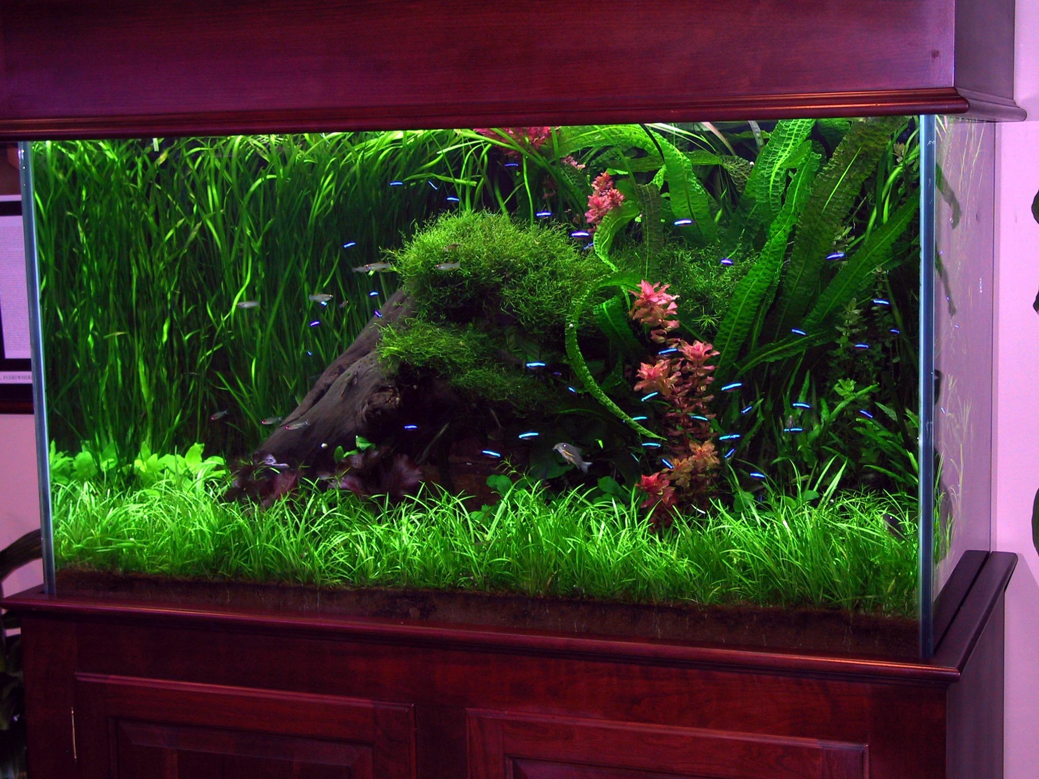 2048x1536 Full Size of Fish Tank Can Betta Fish In Tank With Other Cycling Food  Artificial Tanks ...