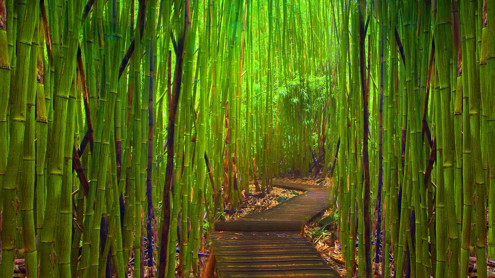 1920x1080 Bamboo Forest Night